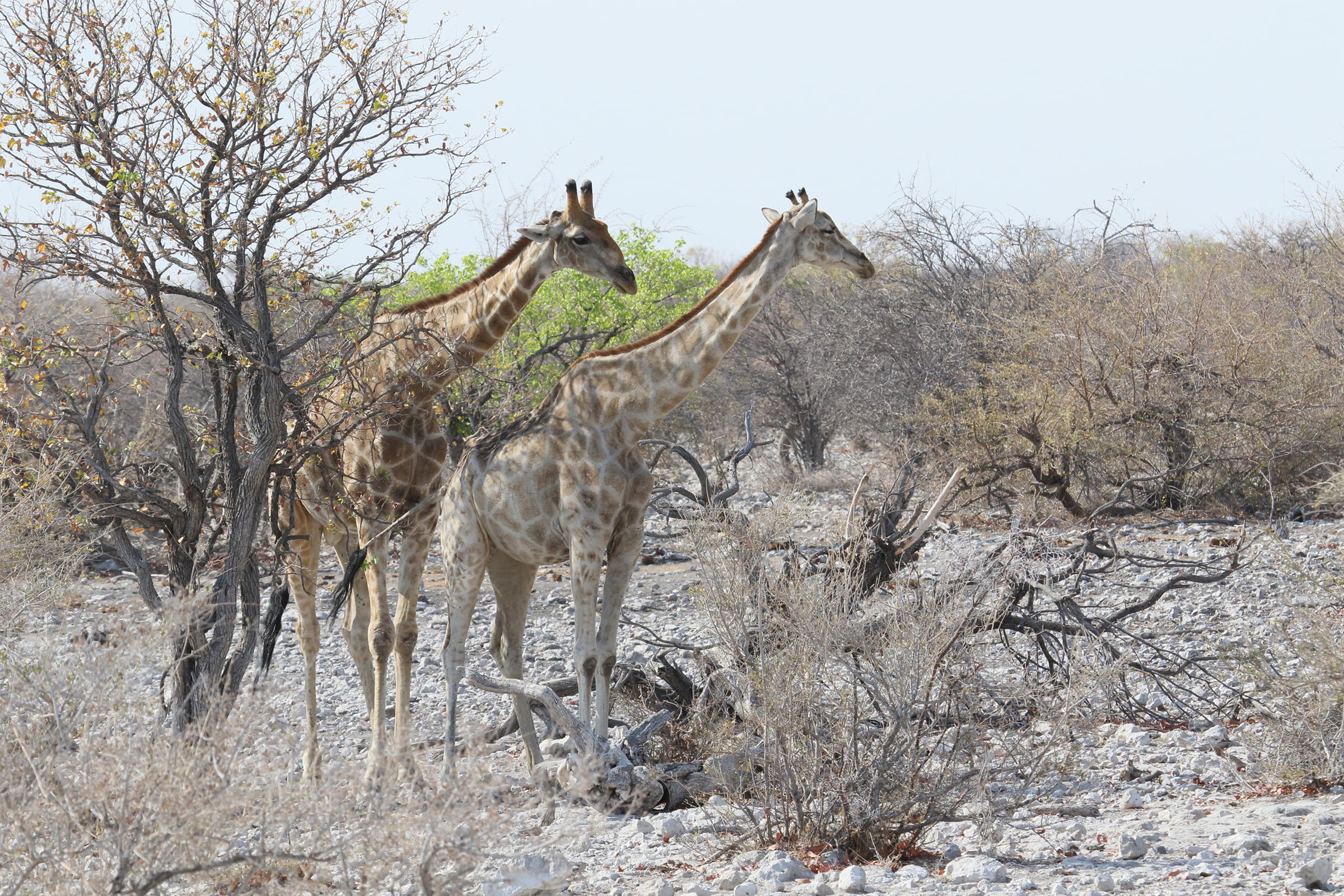 giraffa_giraffa_angolensis6md