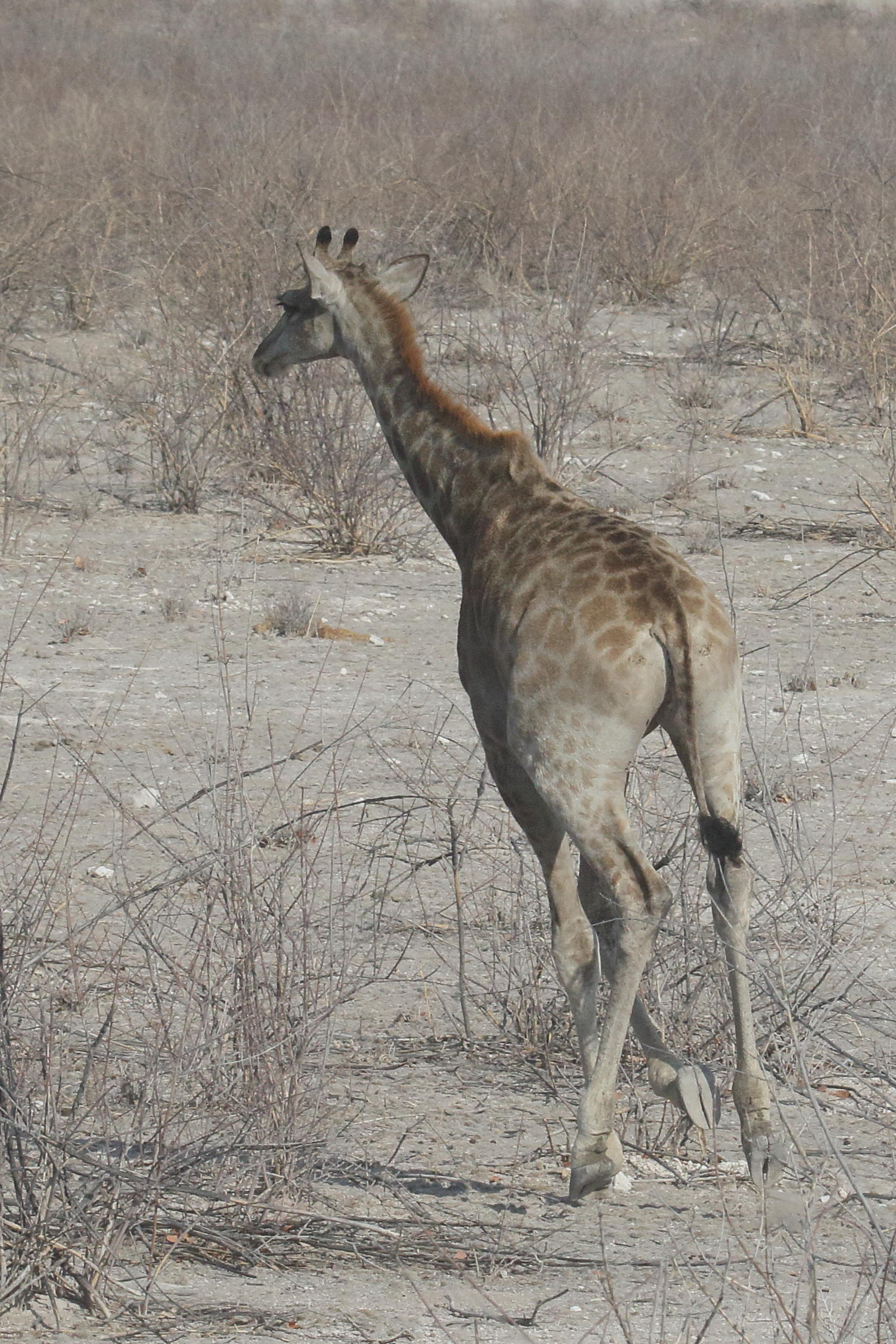 giraffa_giraffa_angolensis7md