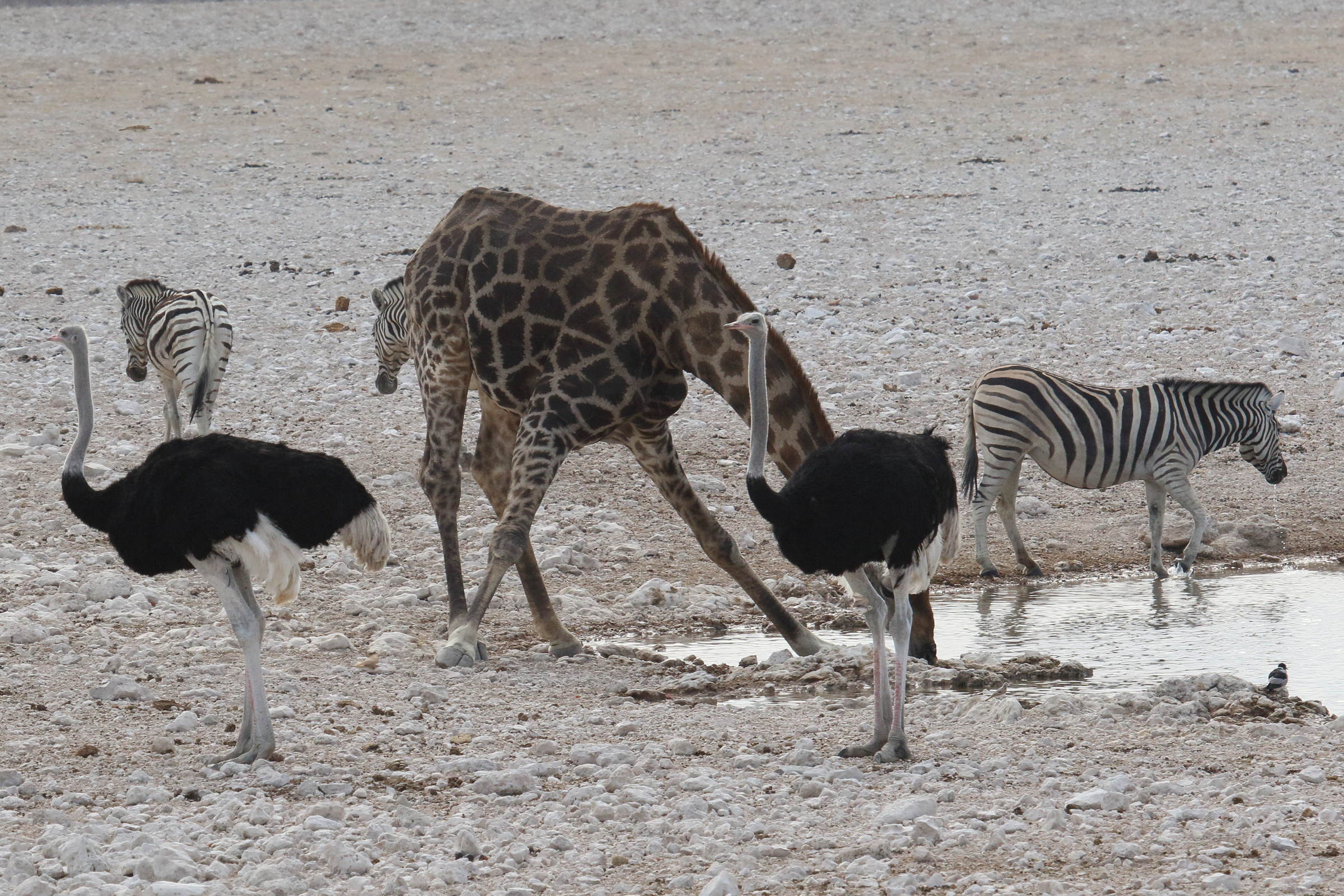 giraffa_giraffa_angolensis8md