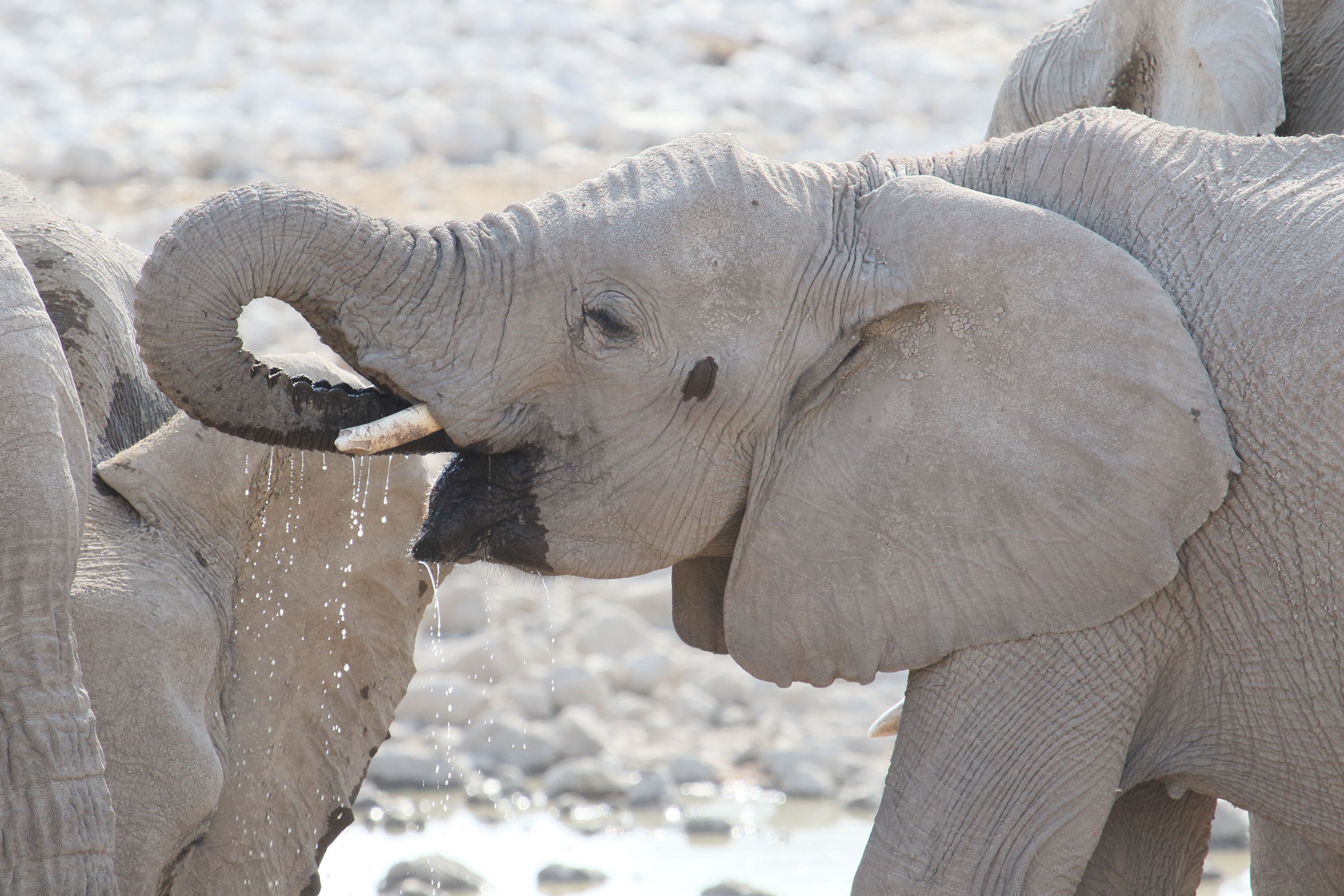 loxodonta_africana3md