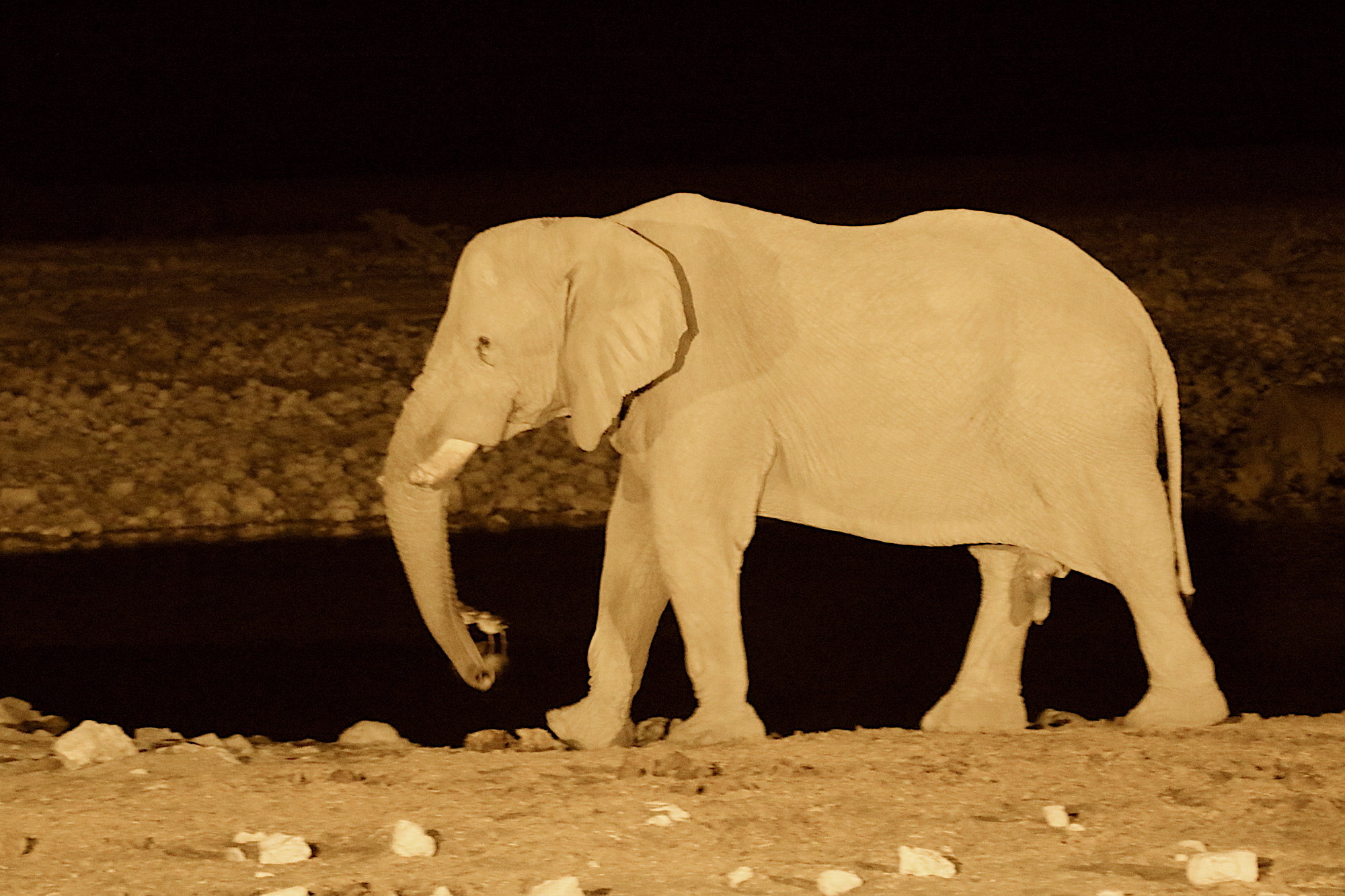 loxodonta_africana5md