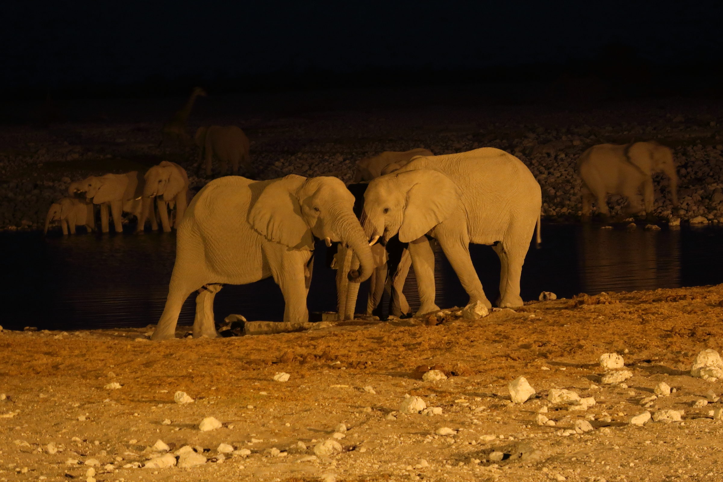 loxodonta_africana6md