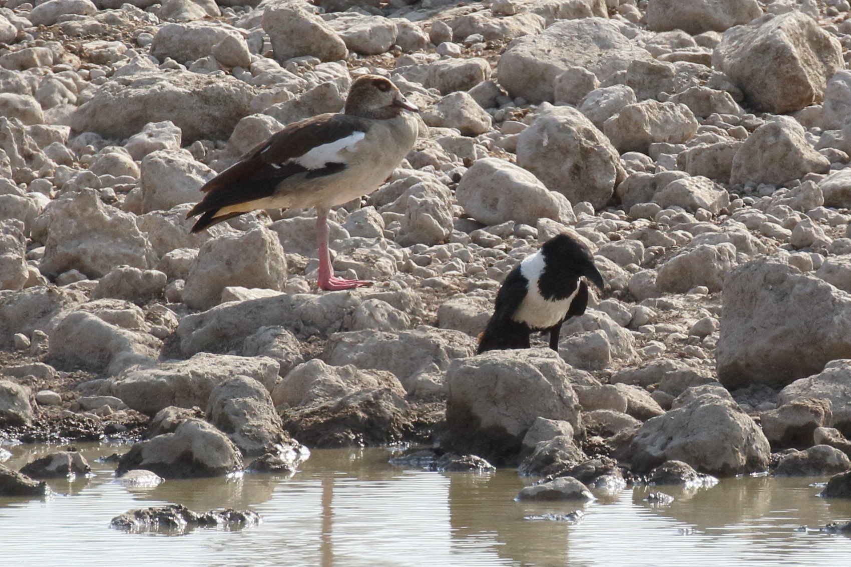 ouette_d-egypte_-_alopochen_aegyptiacus7bd