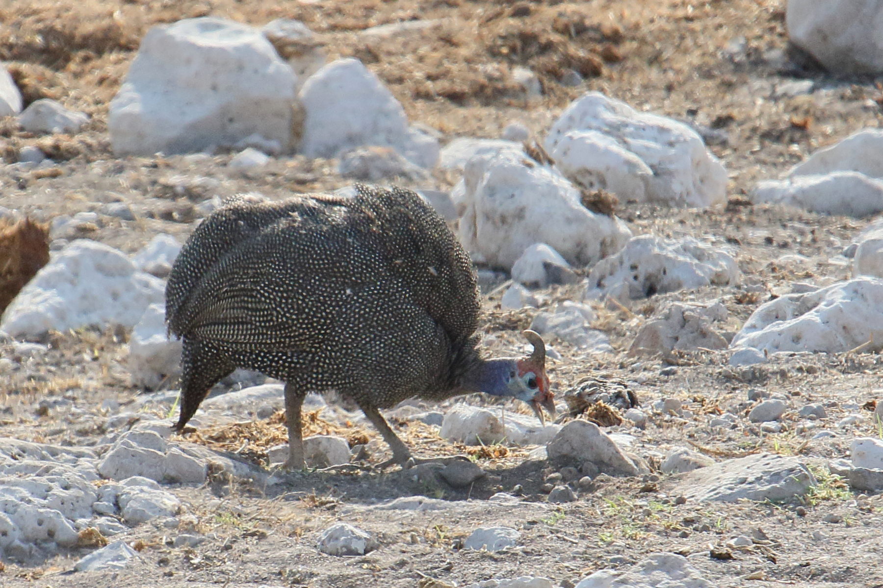 pintade_d-afrique_-_numida_meleagris3md