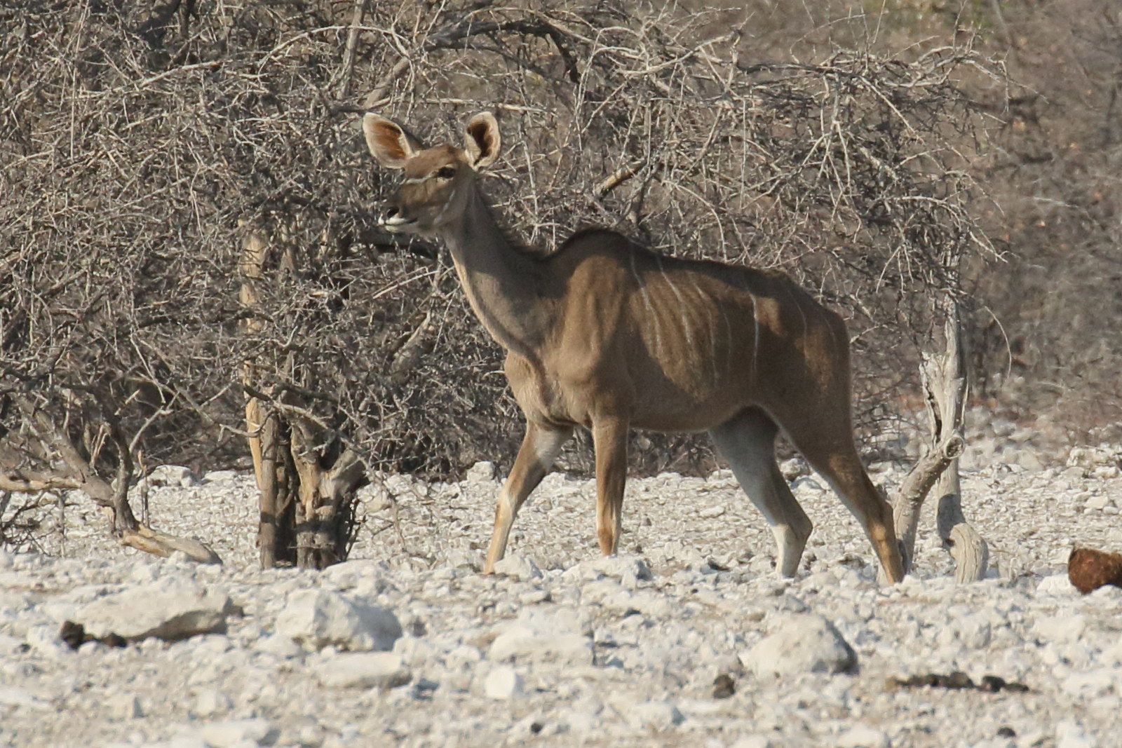 tragelaphus_strepsiceros4bd