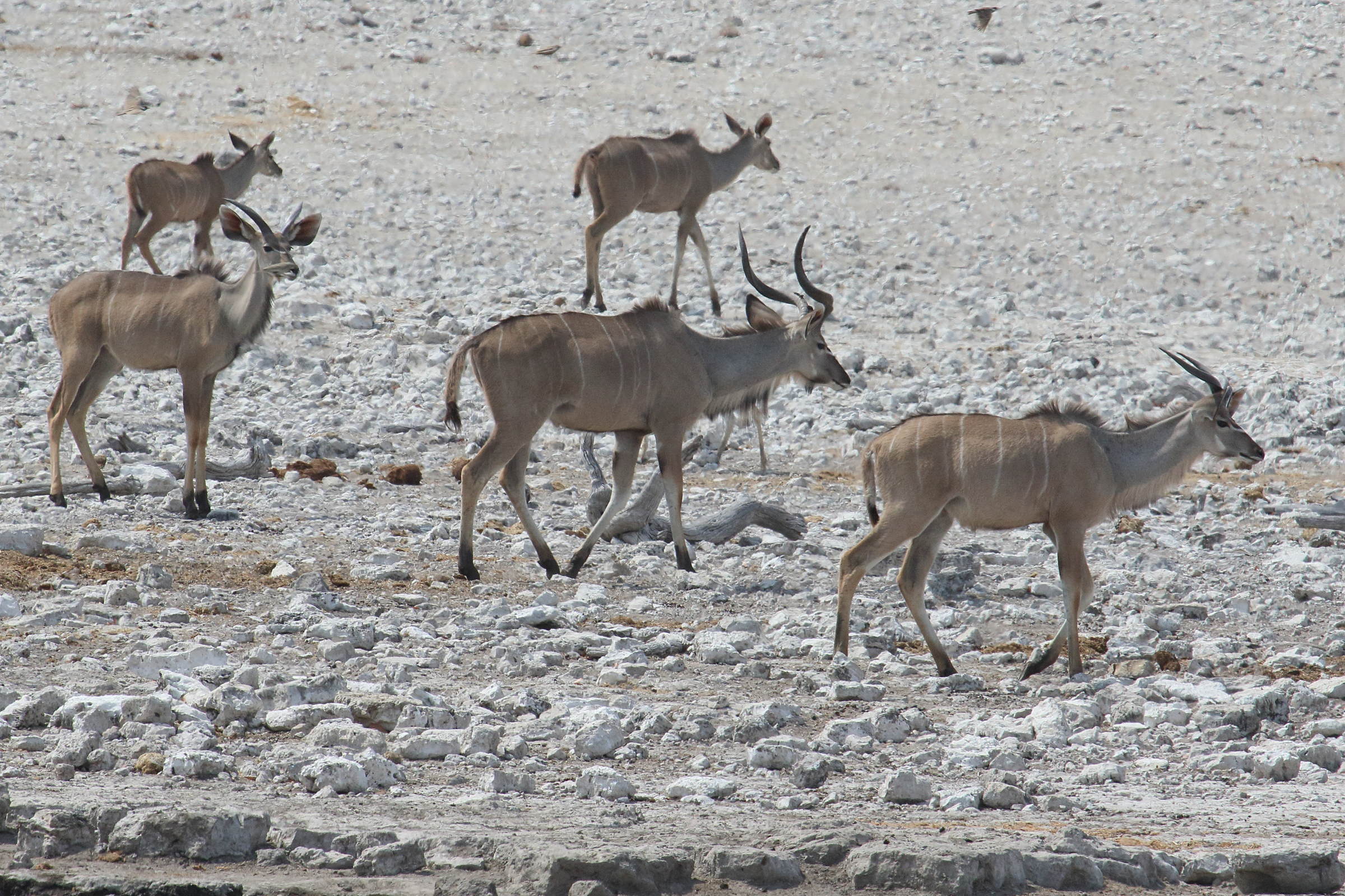 tragelaphus_strepsiceros5md