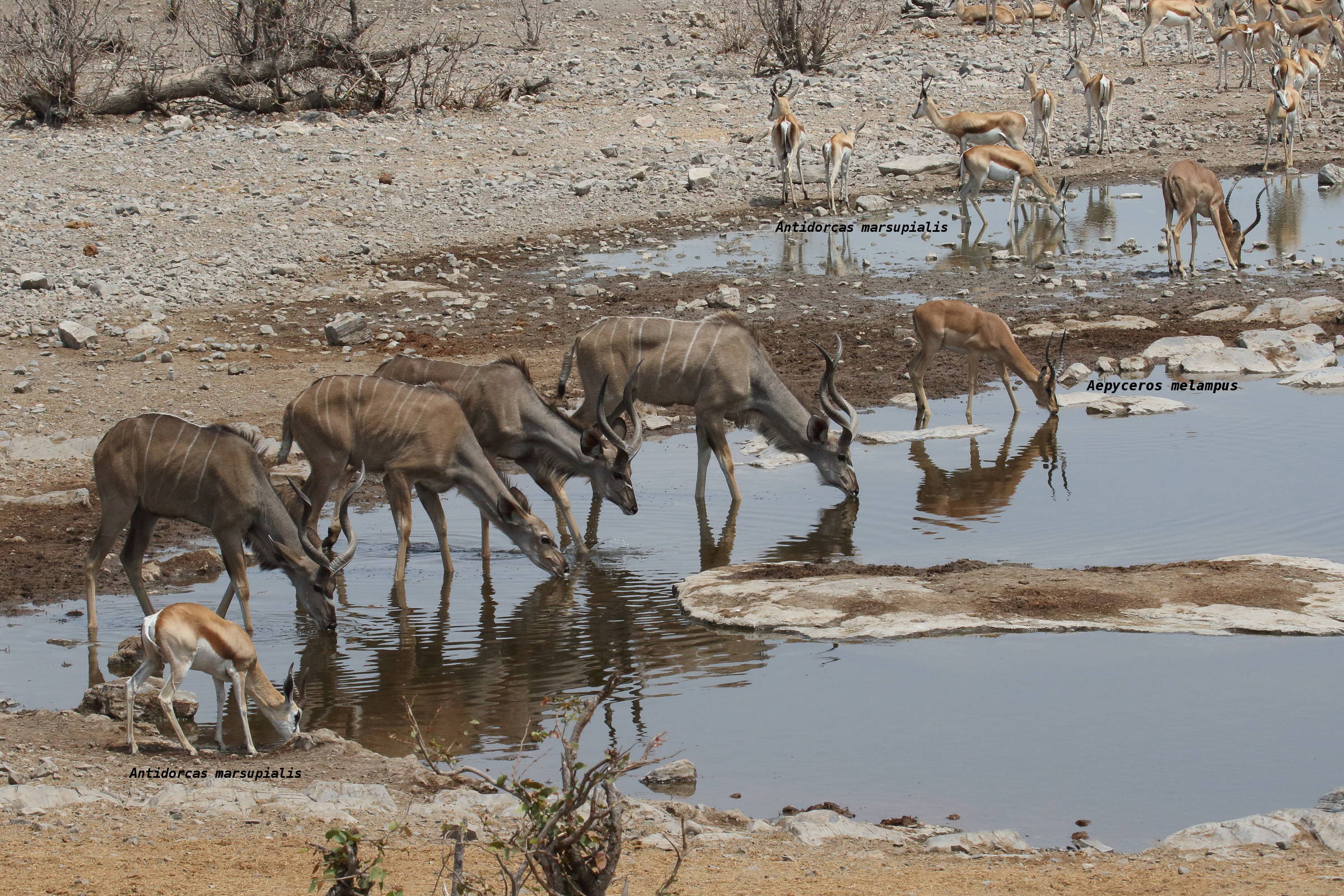 tragelaphus_strepsiceros6md