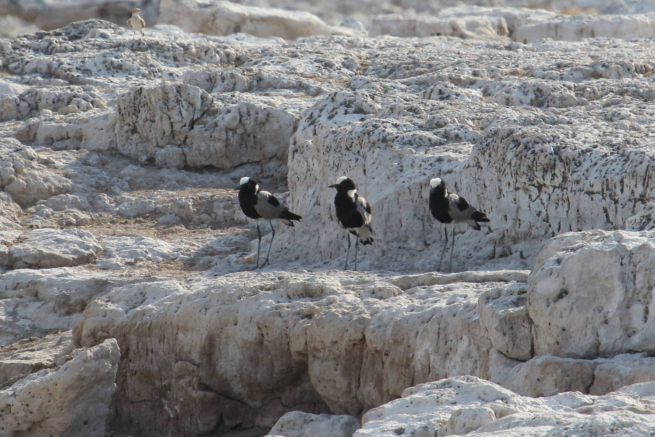 vanneau_arme_-_vanellus_armatus5md