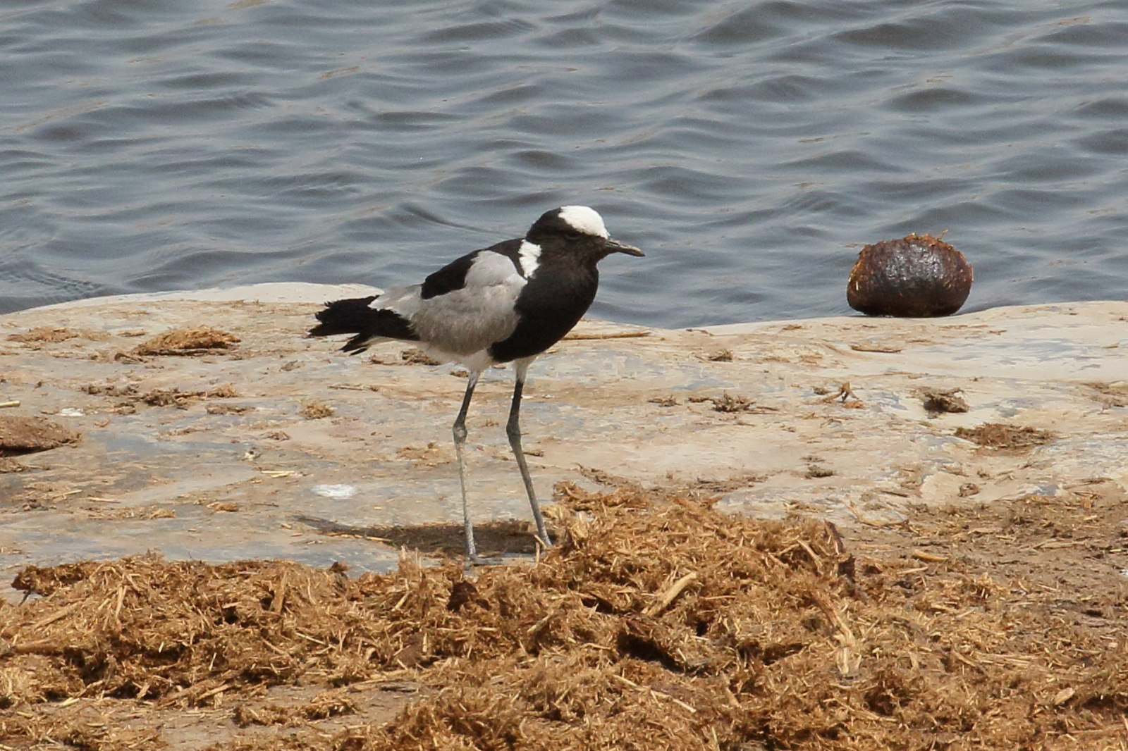 vanneau_arme_-_vanellus_armatus6bd