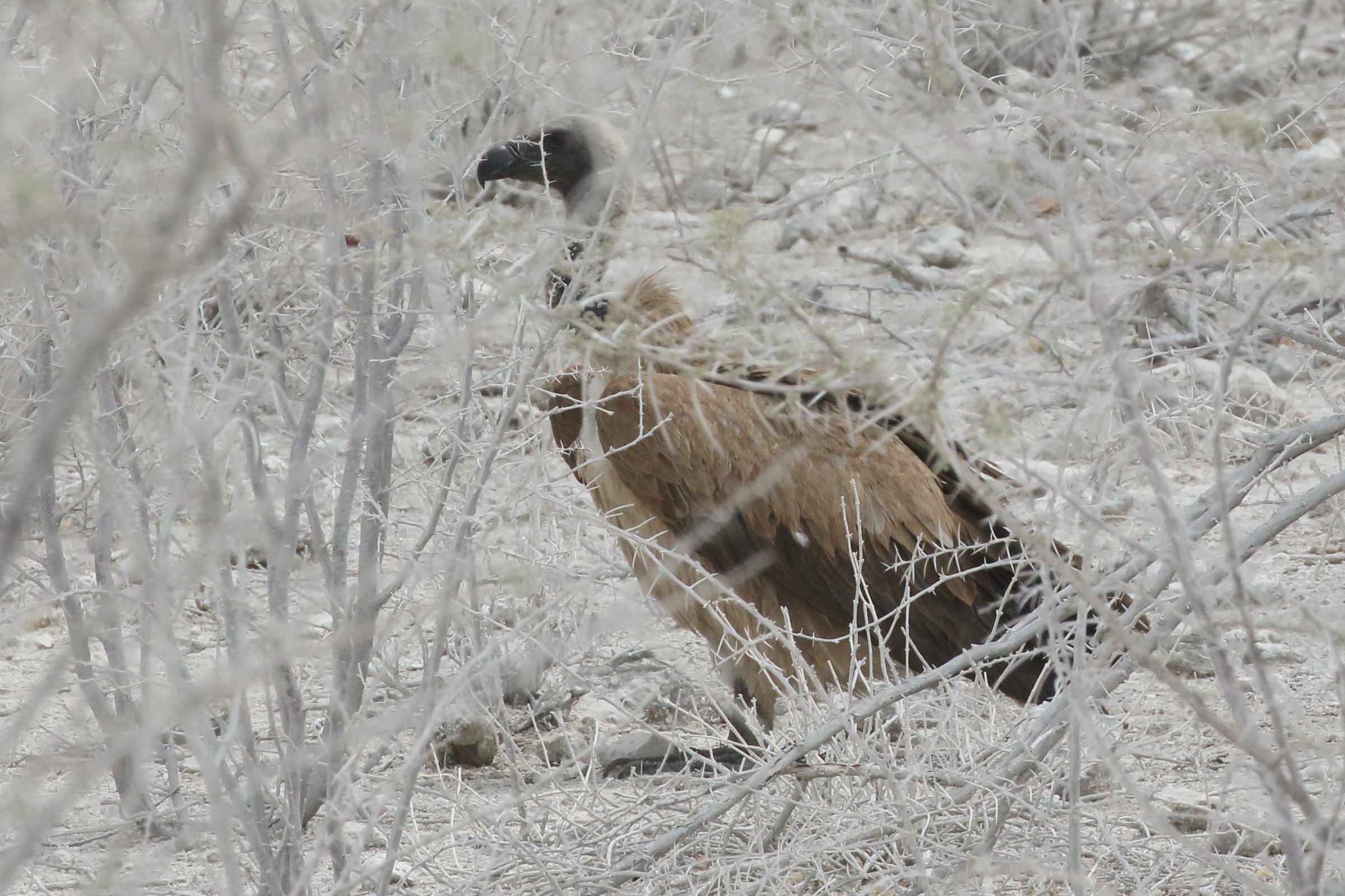 vautour_africain_-_gyps_africanus2bd