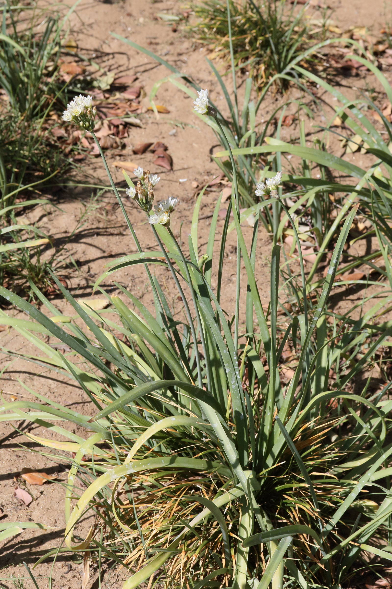 allium_neapolitanum5md