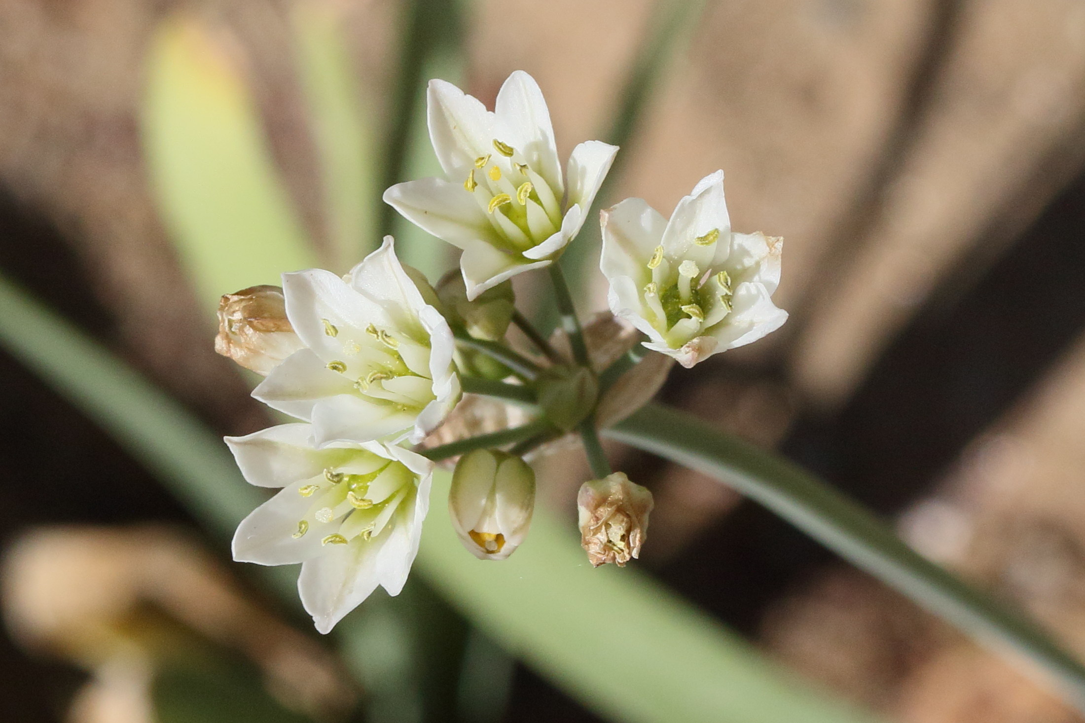 allium_neapolitanum6md