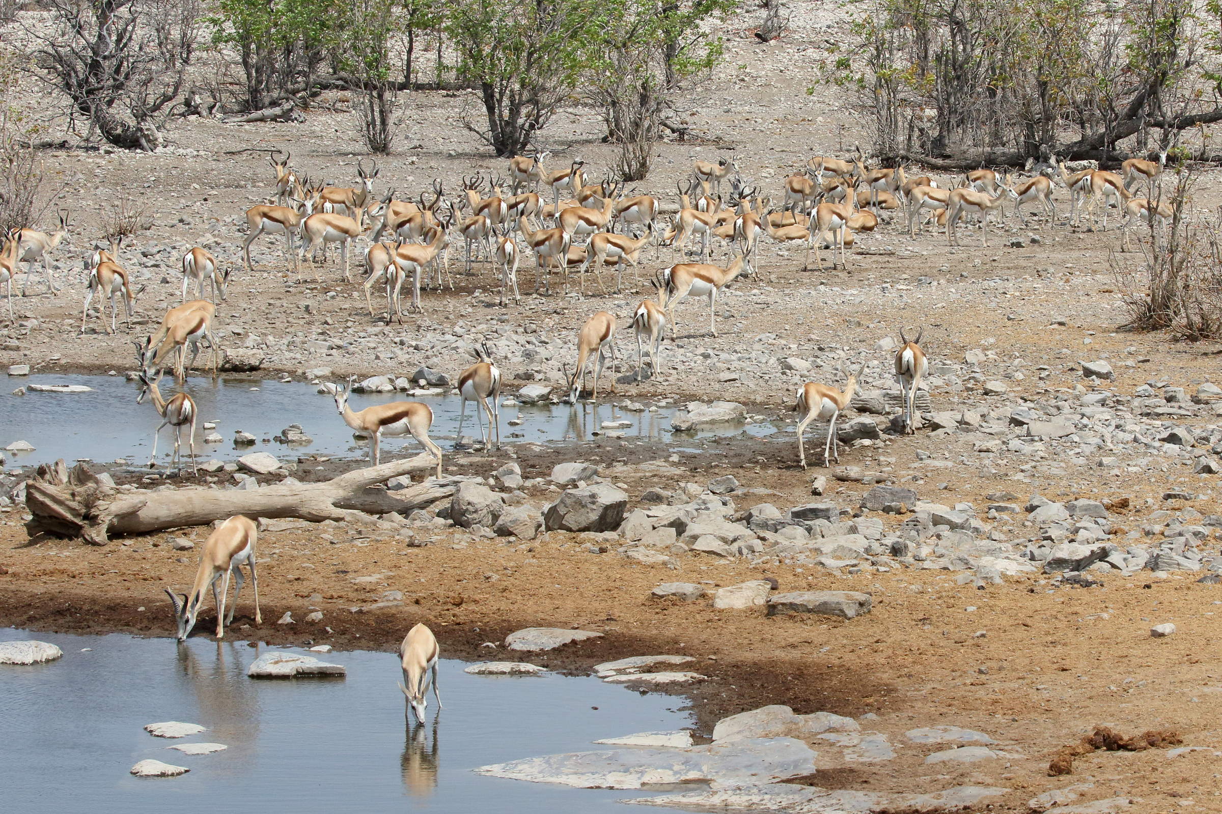 antidorcas_marsupialis5bd