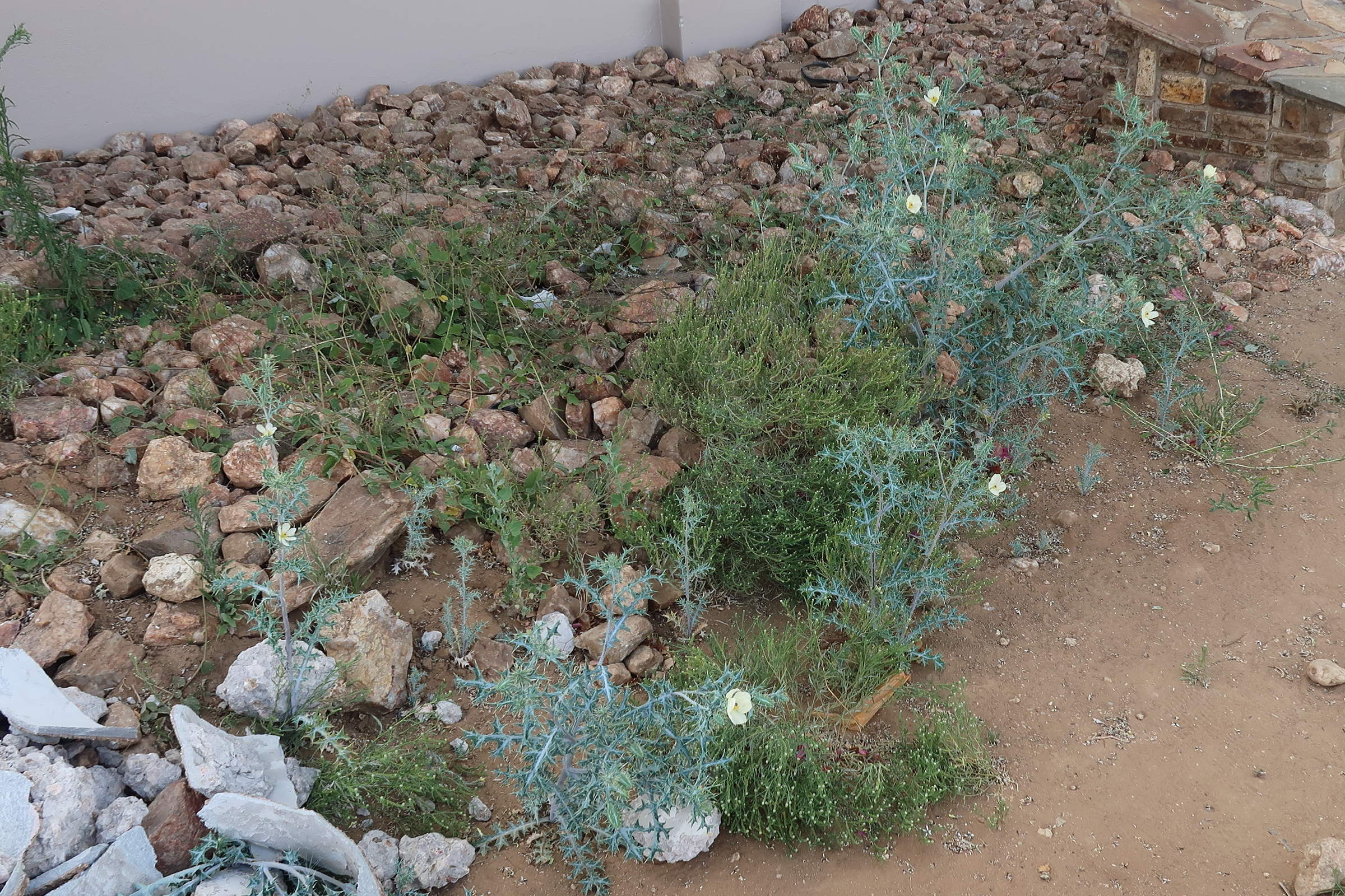 argemone_ochroleuca1md