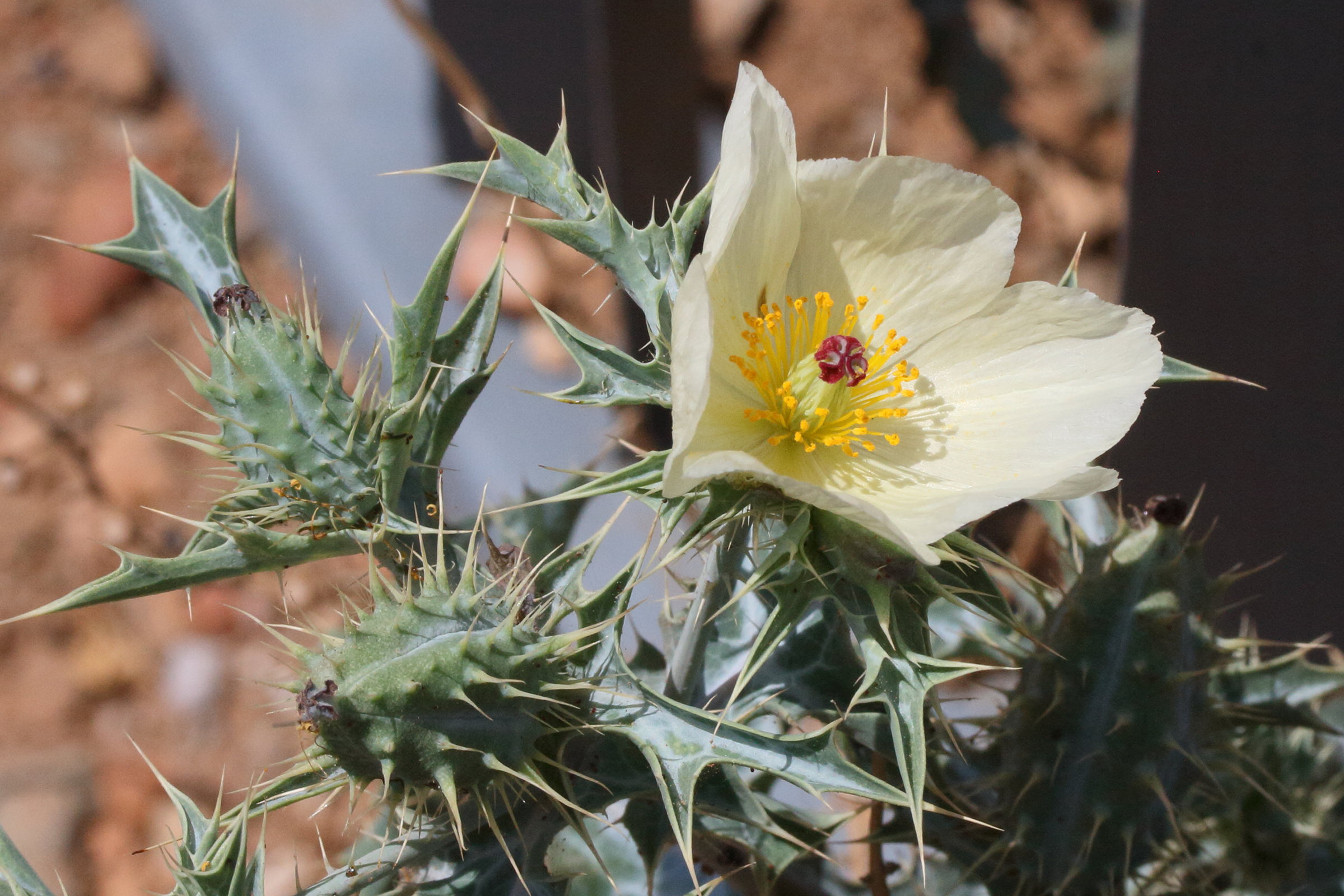 argemone_ochroleuca2md