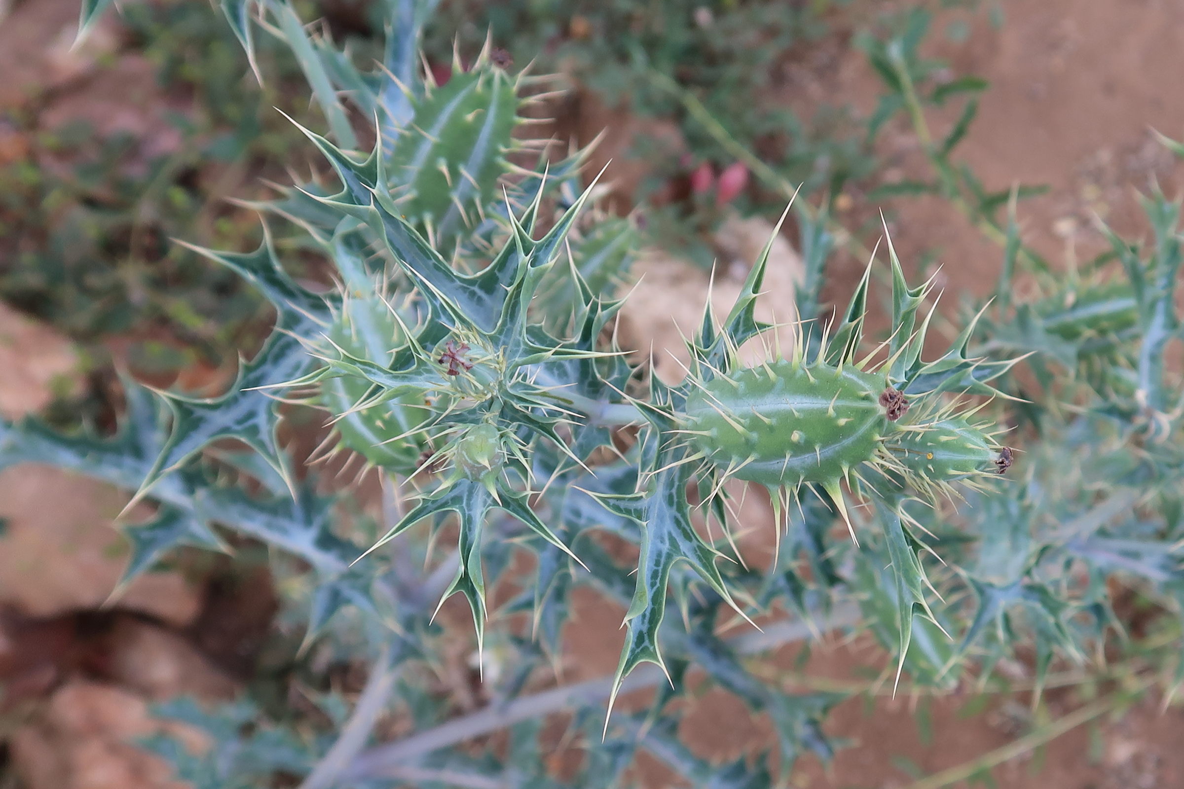 argemone_ochroleuca3md