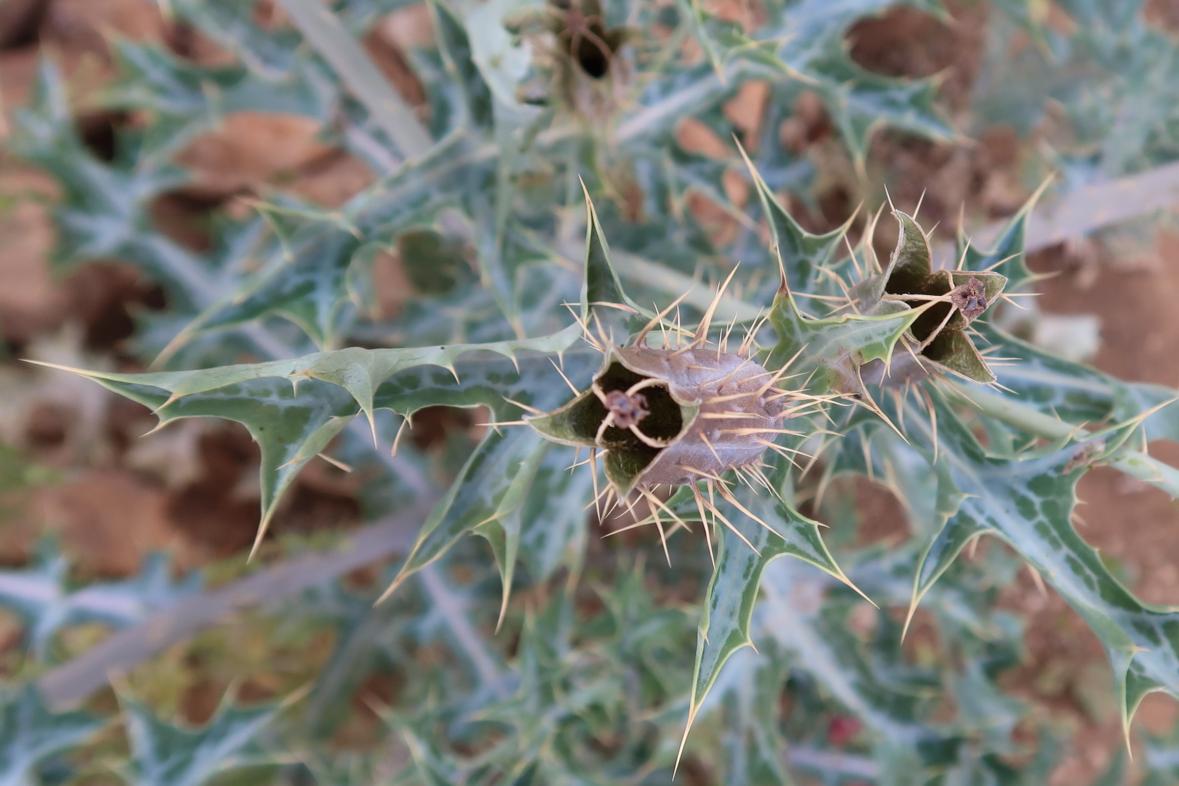 argemone_ochroleuca4md