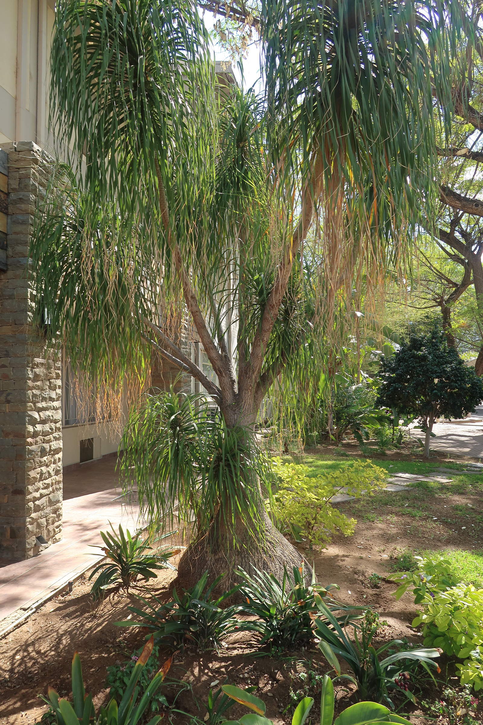 beaucarnea_recurvata6md