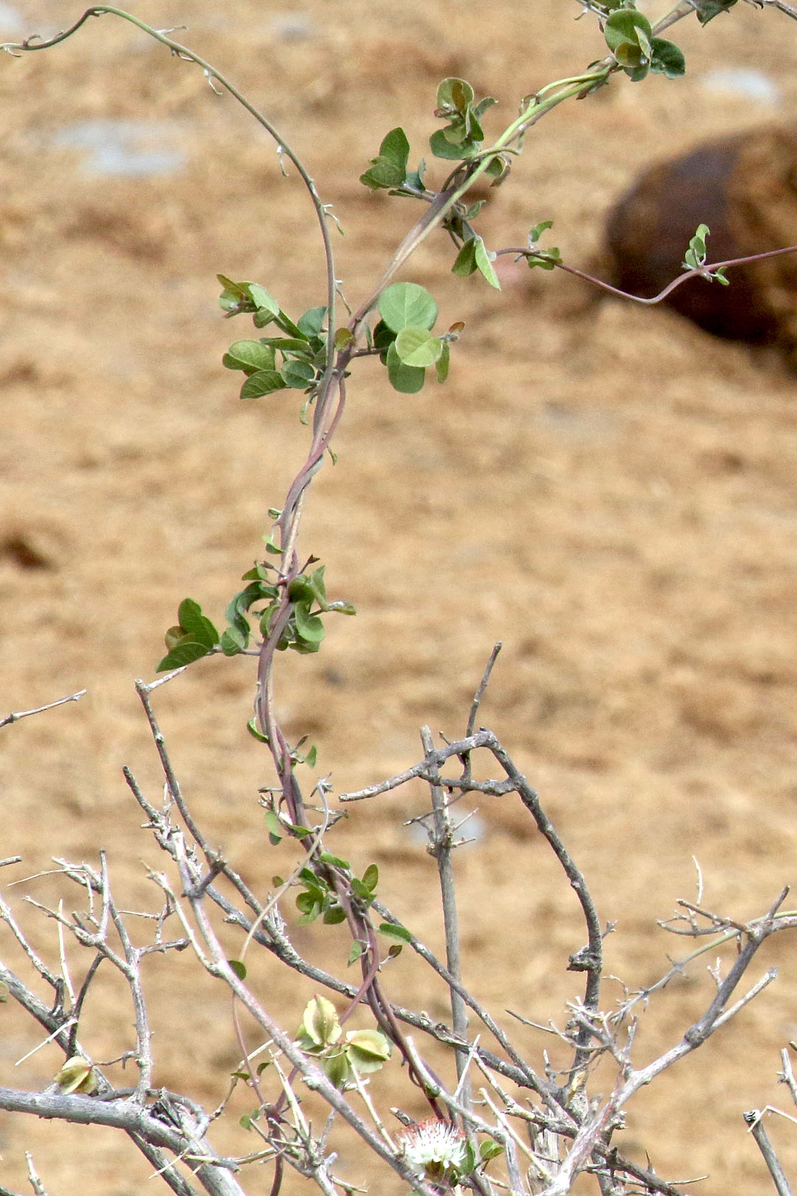 Afficher le média combretum_mossambicense1md combretum_mossambicense1md