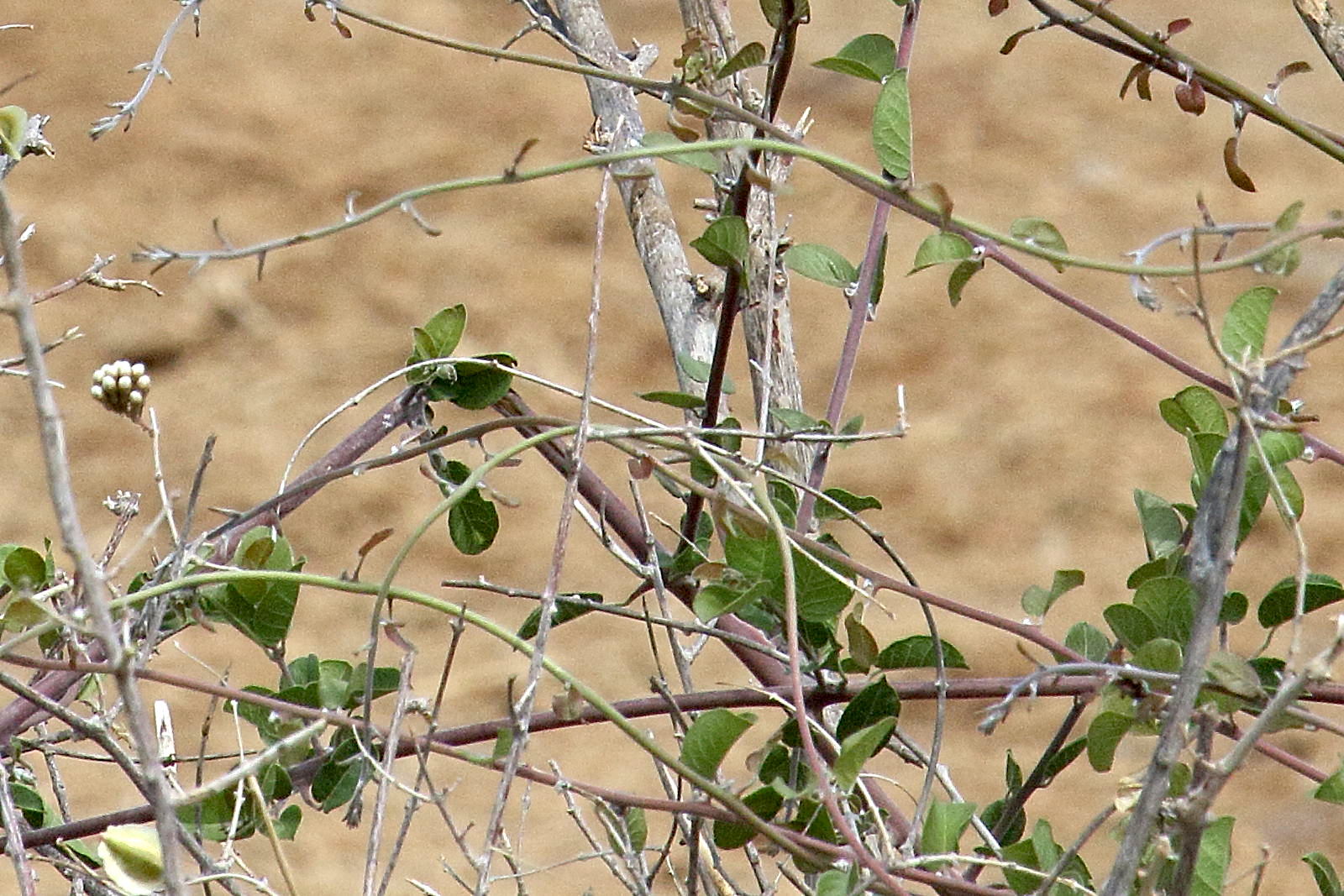 Afficher le média combretum_mossambicense2md combretum_mossambicense2md