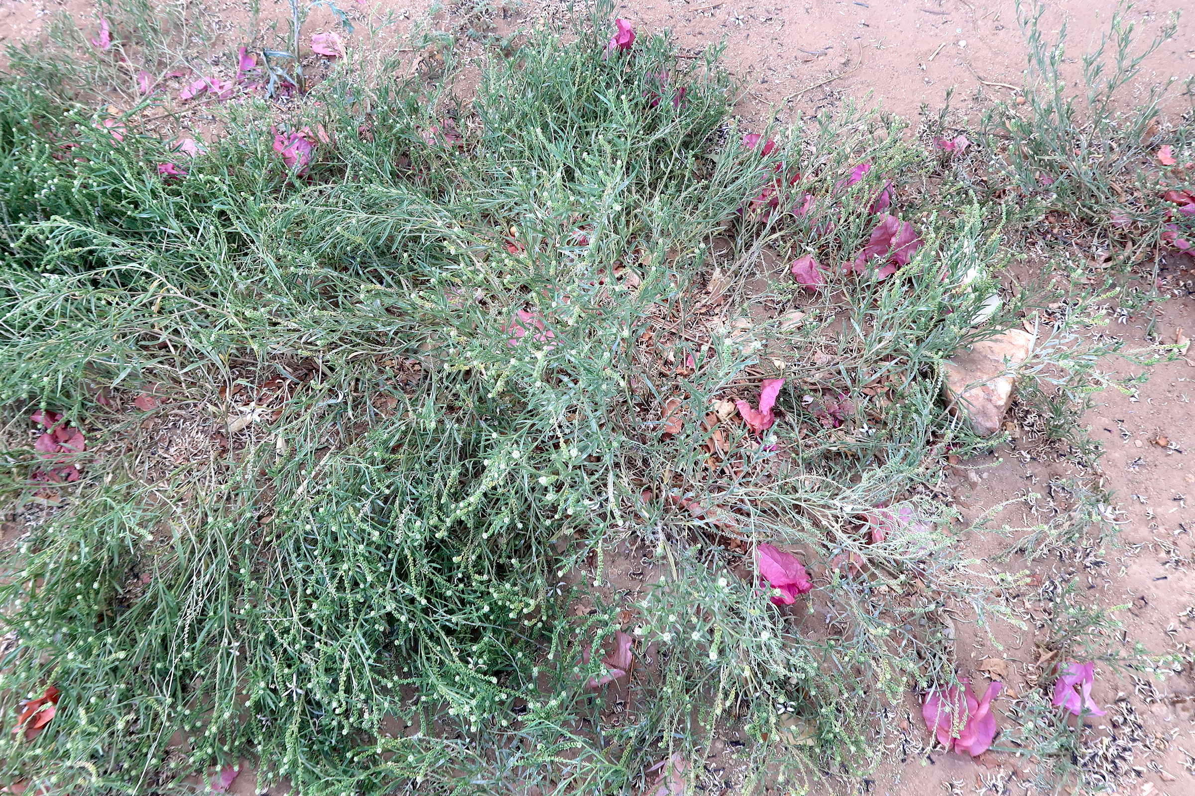 Afficher le média coronopus_integrifolius1md coronopus_integrifolius1md