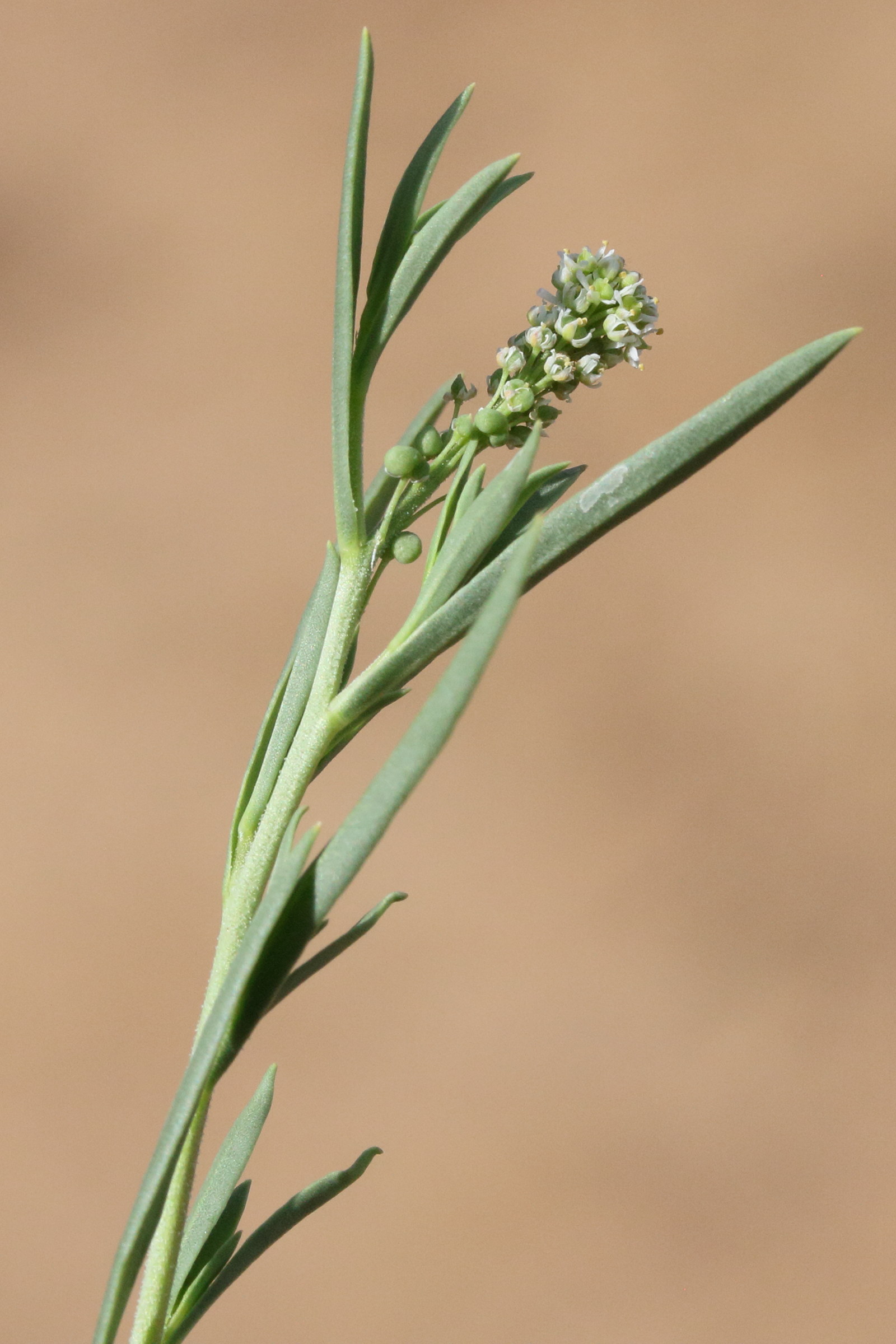 Afficher le média coronopus_integrifolius2md coronopus_integrifolius2md