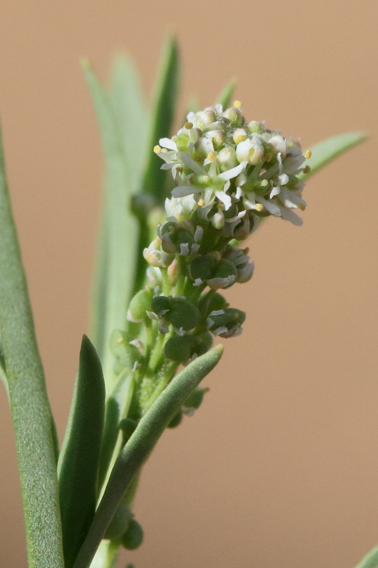 Afficher le média coronopus_integrifolius3md coronopus_integrifolius3md