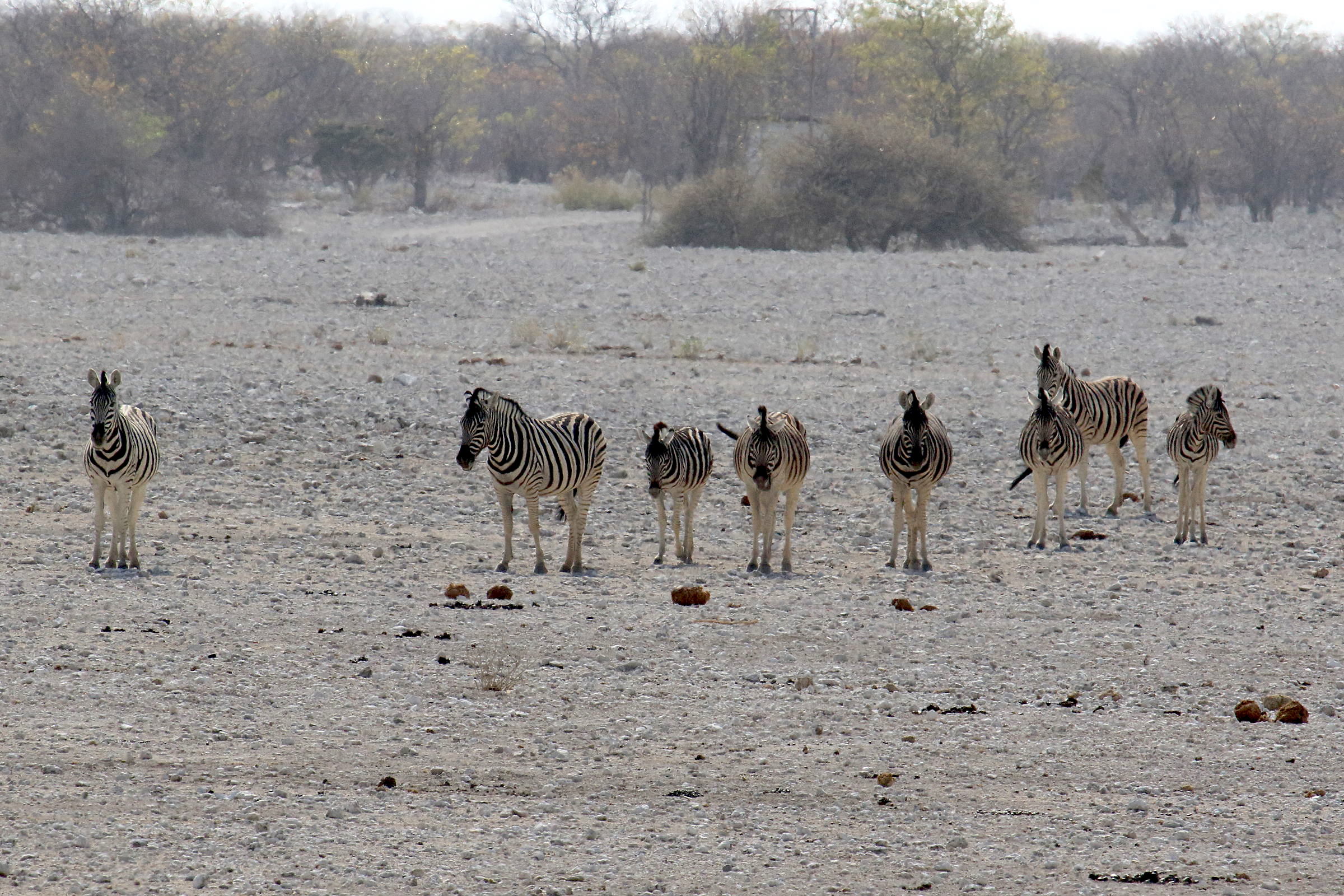 equus_quagga_burchelli1md