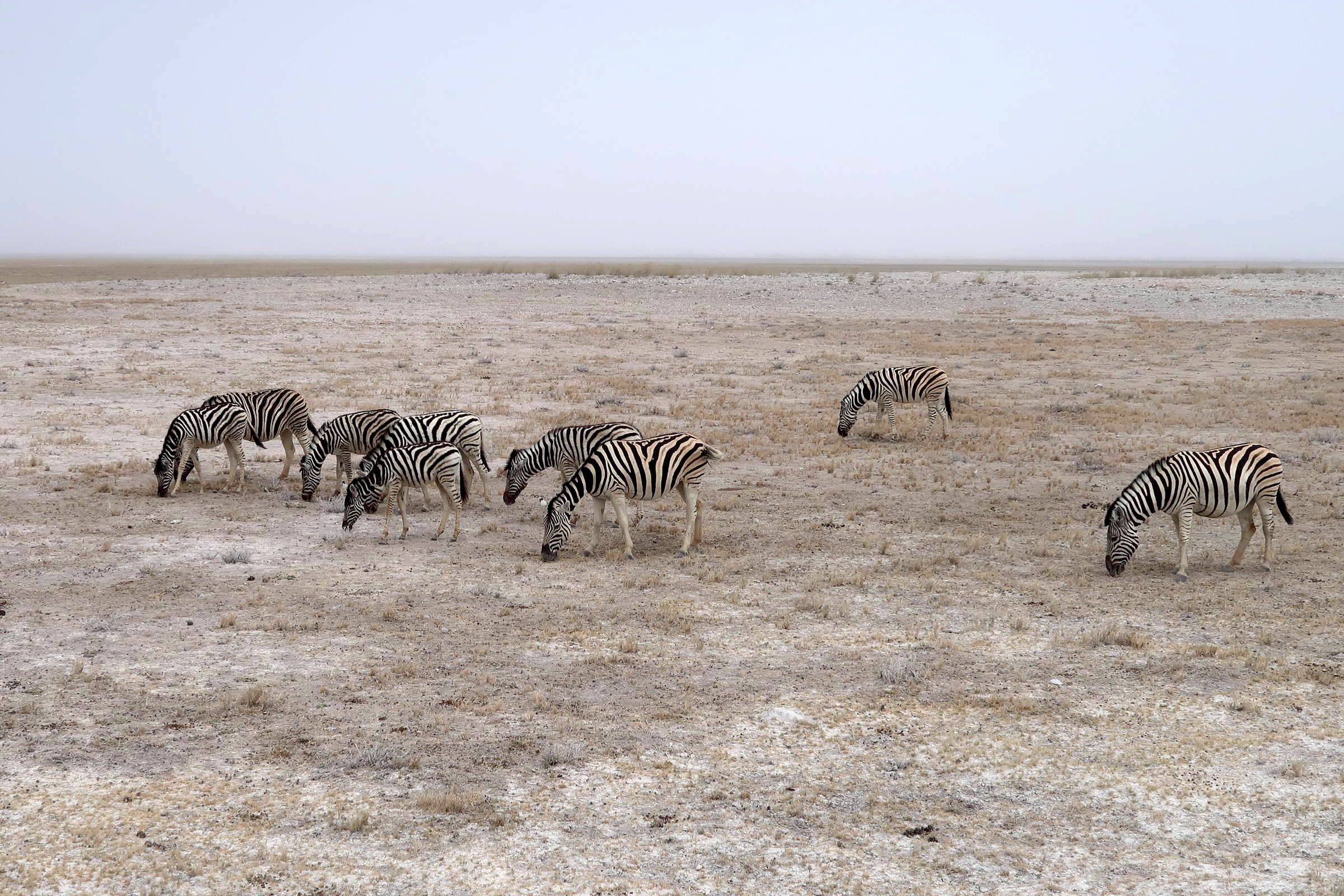 equus_quagga_burchellii2md