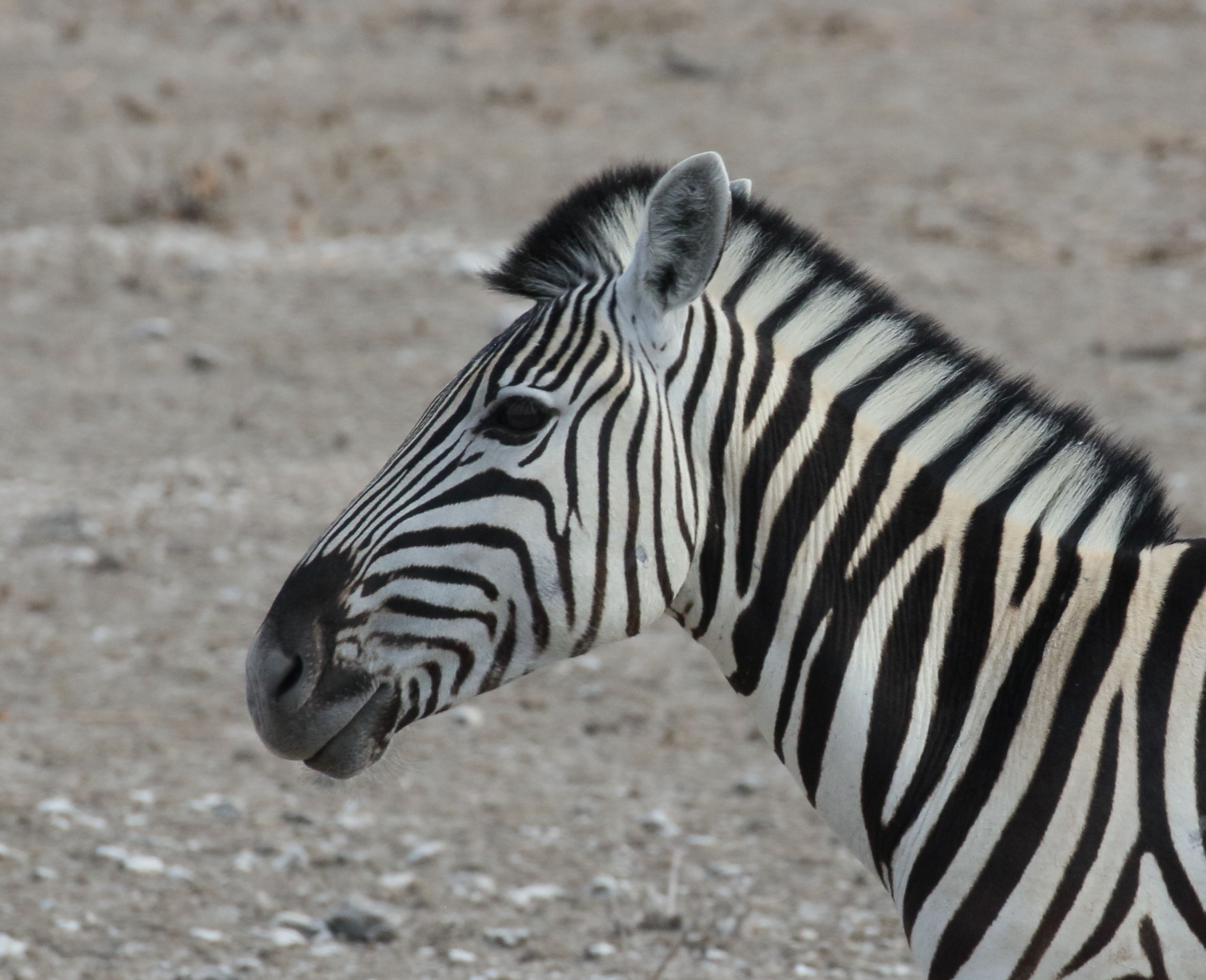 equus_quagga_burchellii3bd