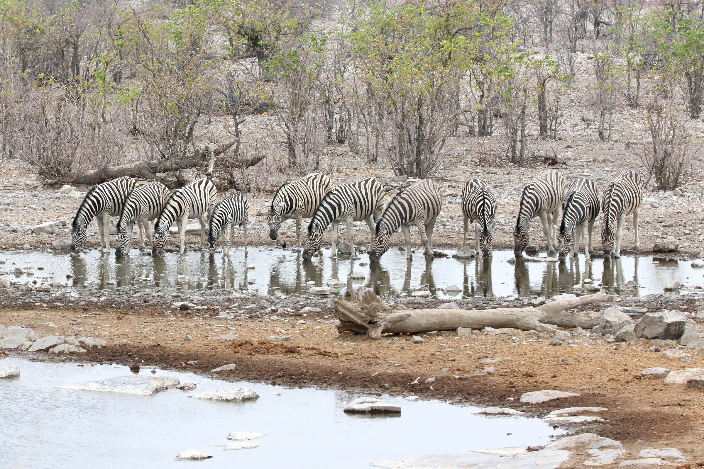 equus_quagga_burchellii4bd