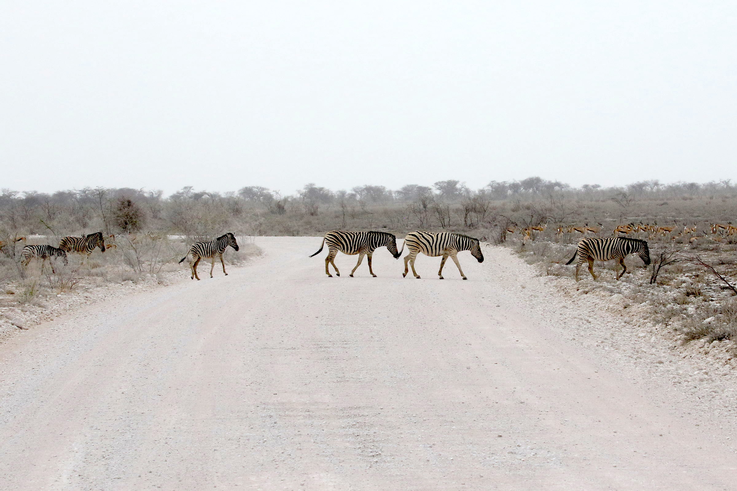 equus_quagga_burchellii5bd