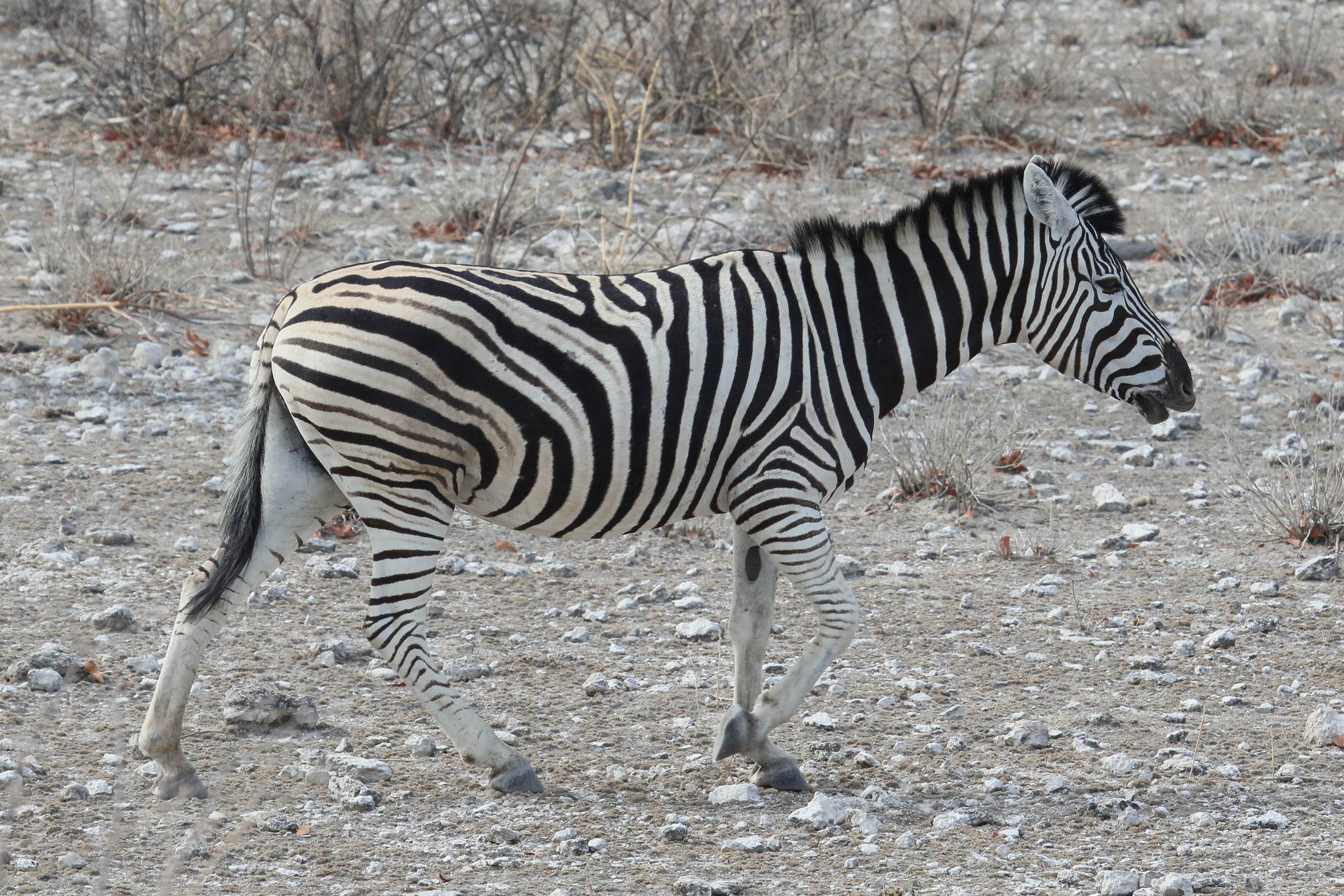 equus_quagga_burchellii6md