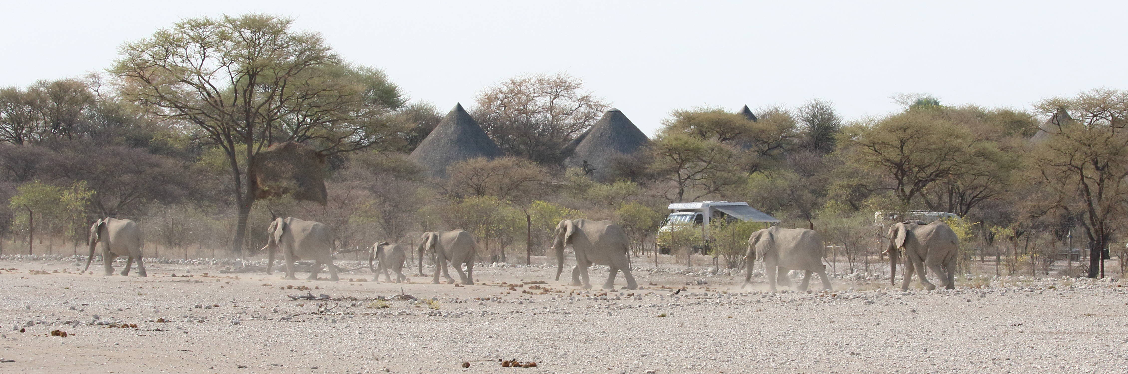 loxodonta_africana7bd