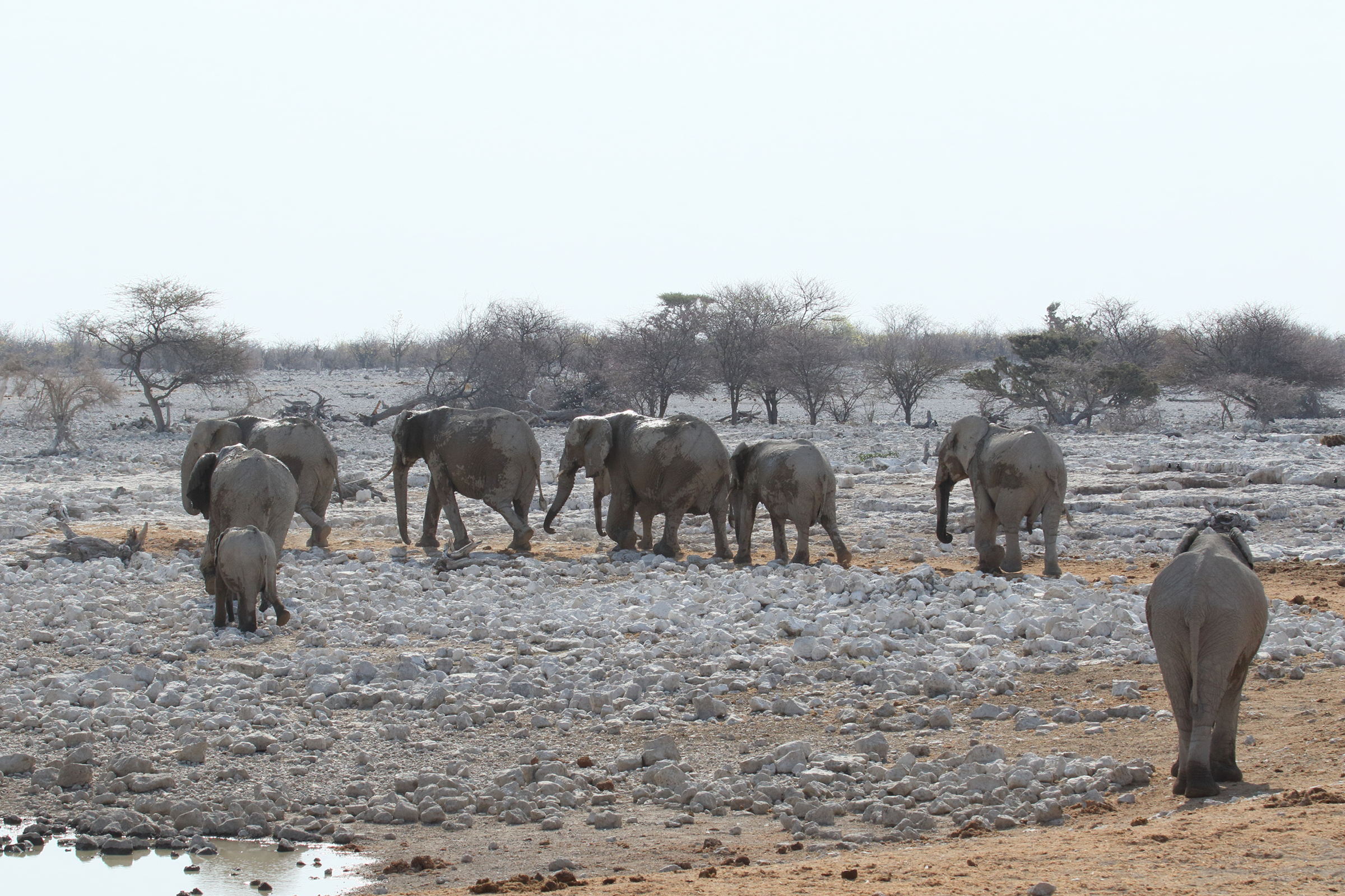 loxodonta_africana8md