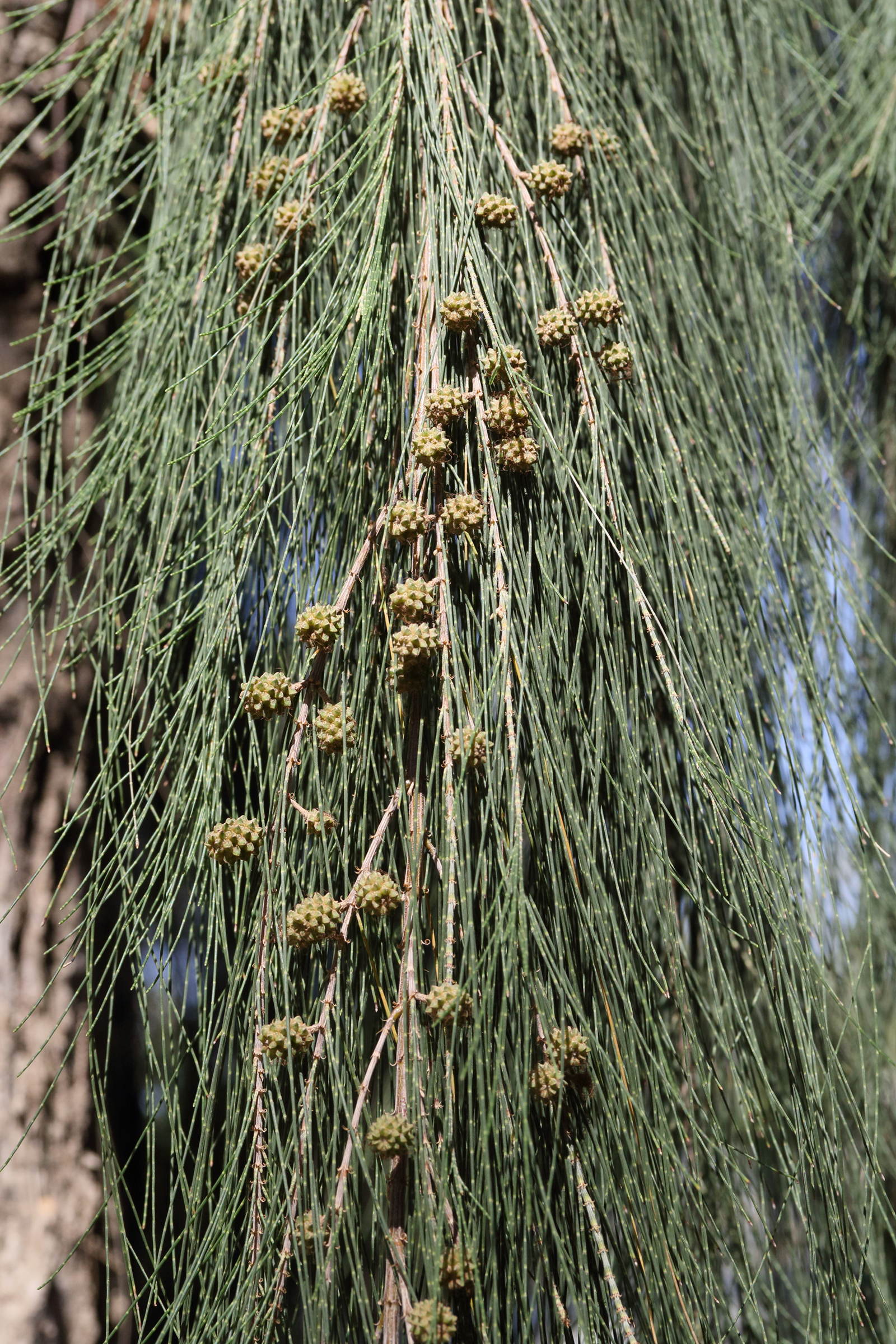 Afficher le média casuarina_cunninghamiana7md casuarina_cunninghamiana7md