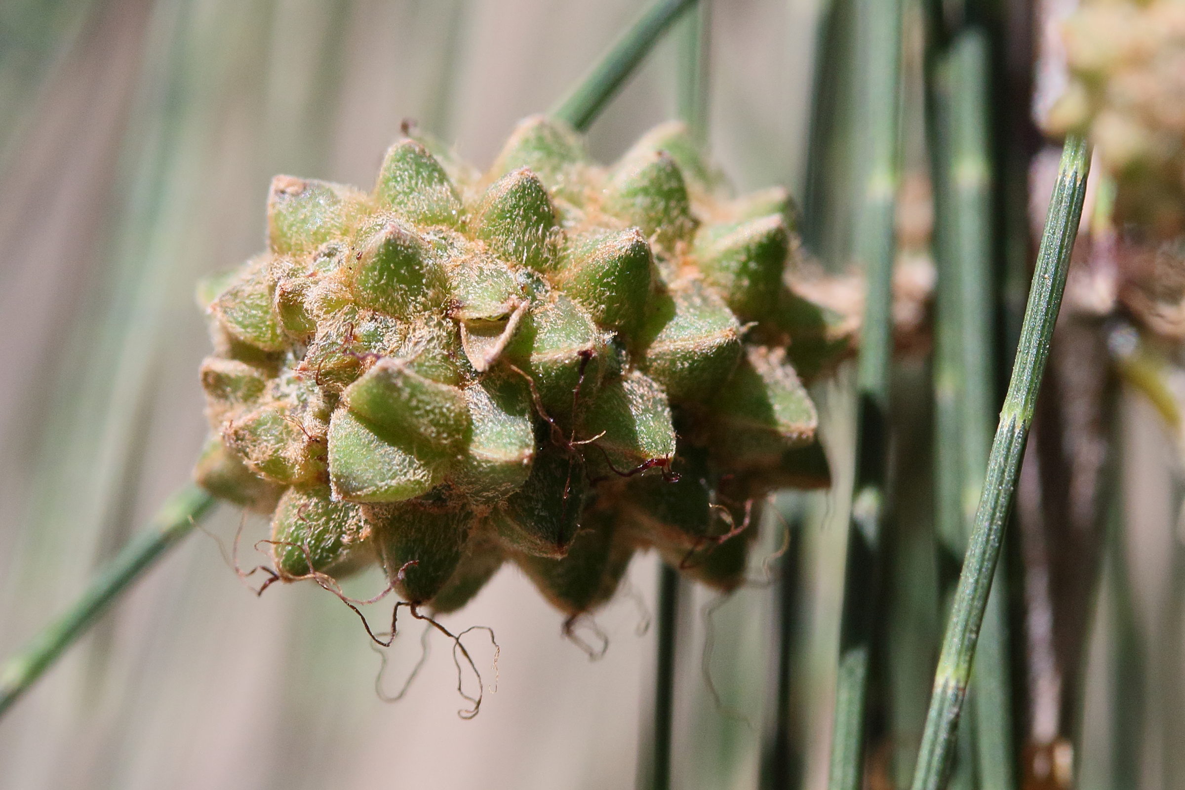 Afficher le média casuarina_cunninghamiana8md casuarina_cunninghamiana8md