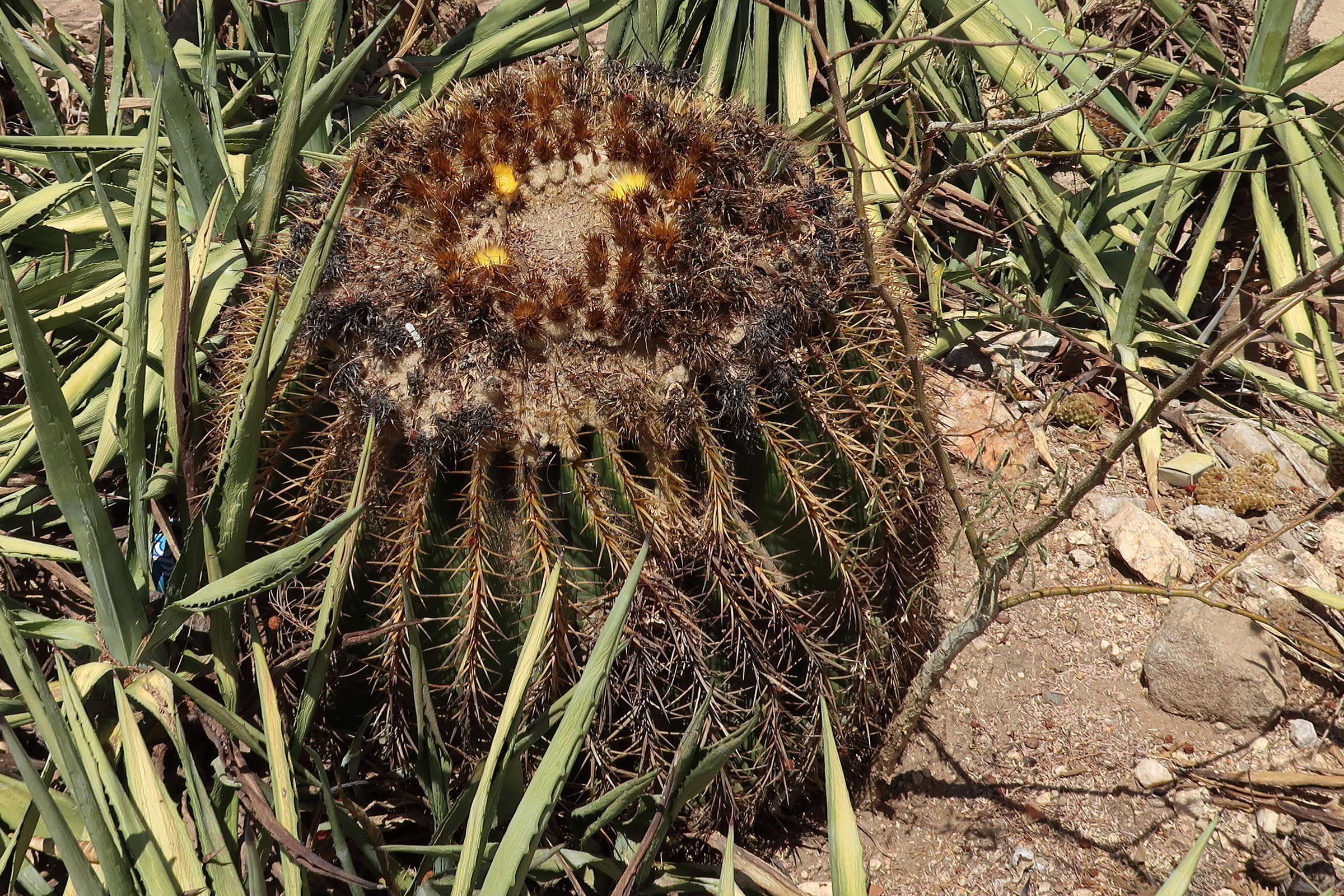 Afficher le média echinocactus_grusonii4md echinocactus_grusonii4md