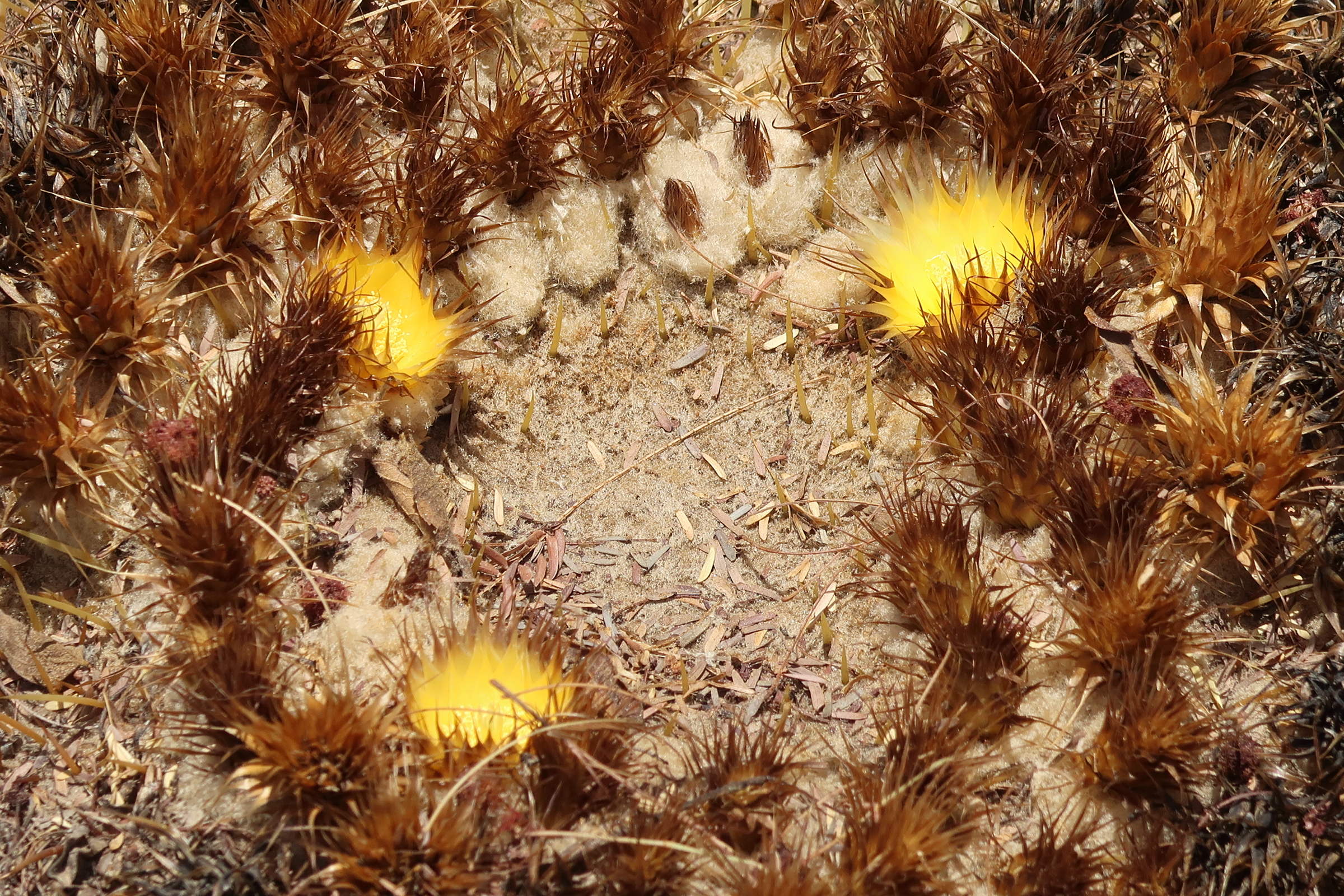 Afficher le média echinocactus_grusonii5md echinocactus_grusonii5md