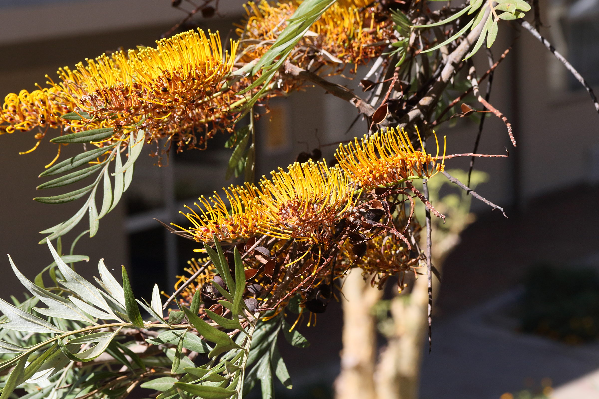 grevillea_robusta11md