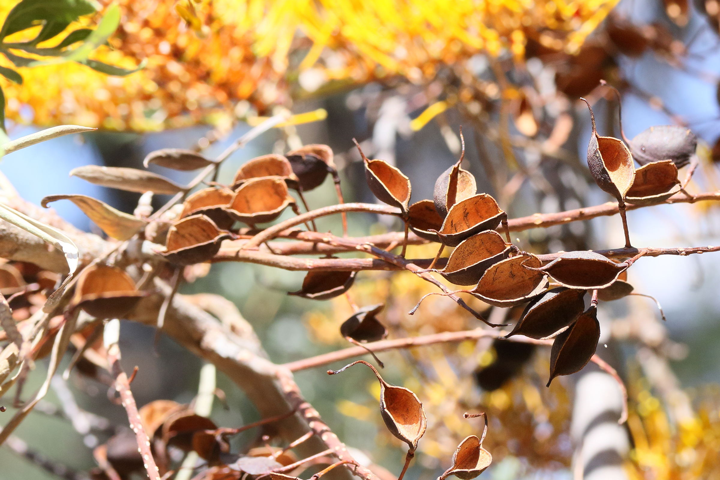 grevillea_robusta12md