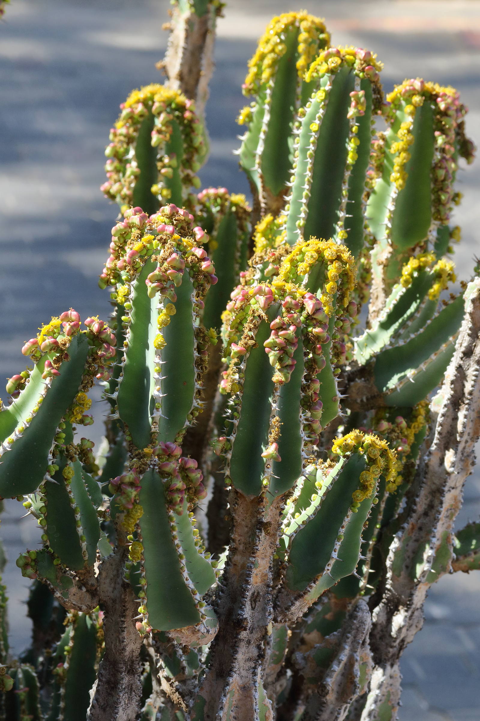 Afficher le média euphorbia_avasmontana1md euphorbia_avasmontana1md