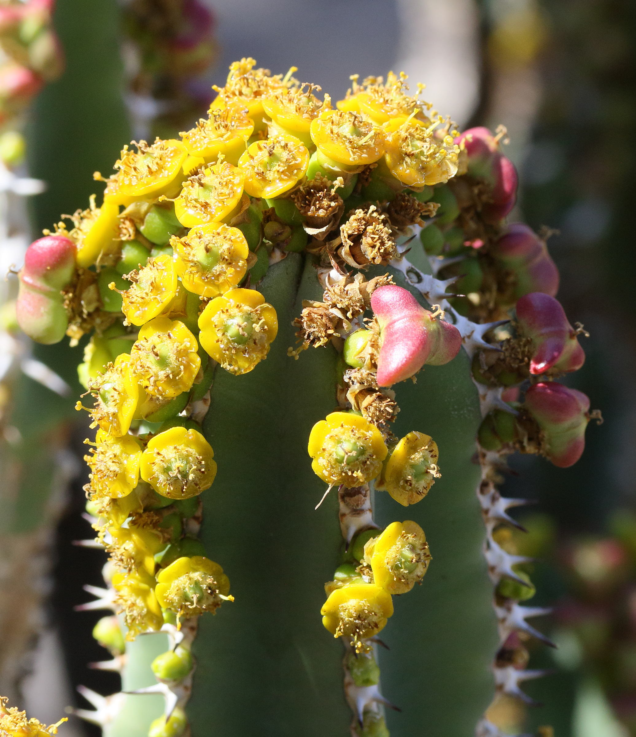 Afficher le média euphorbia_avasmontana2md euphorbia_avasmontana2md