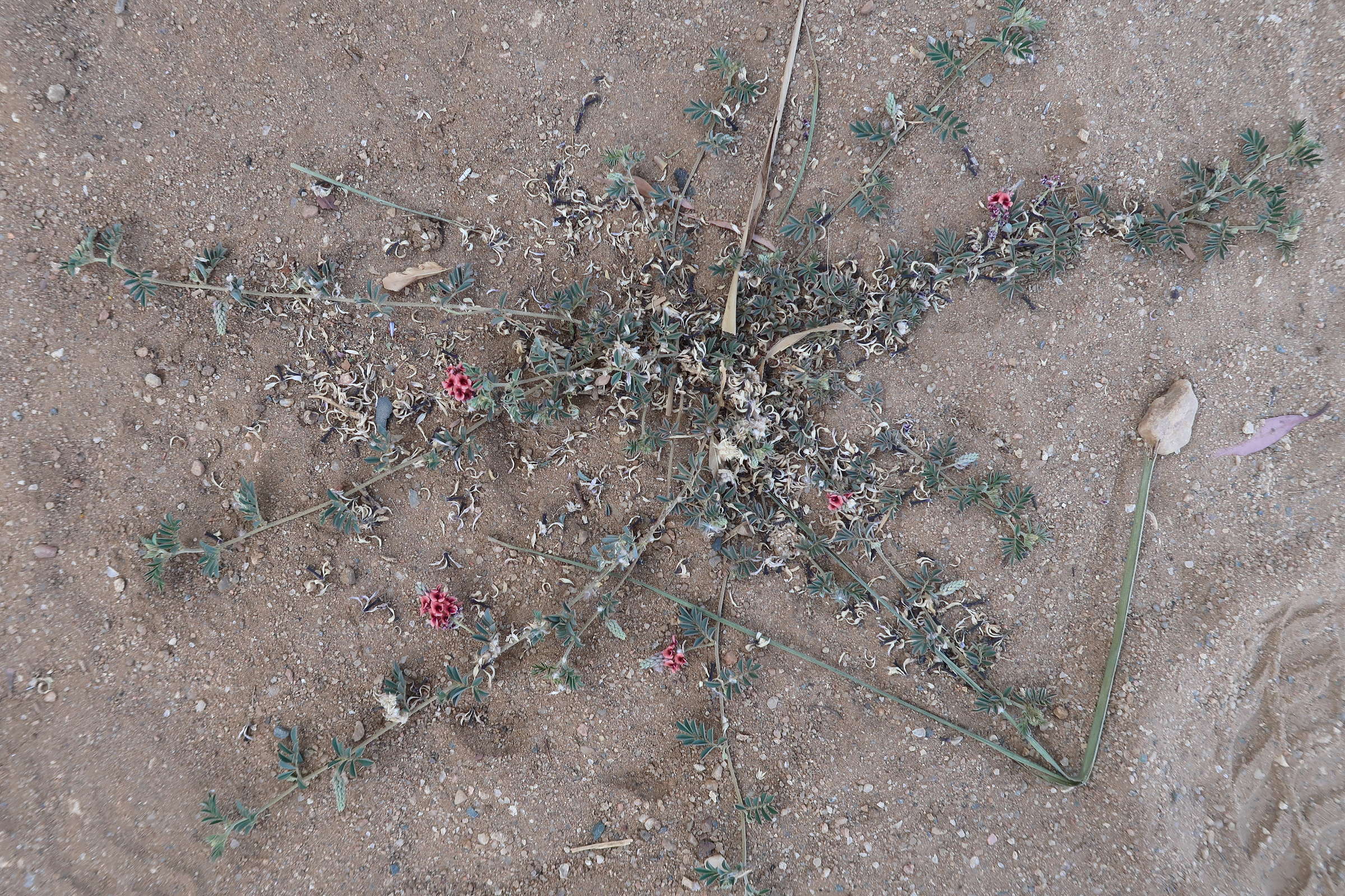 indigofera_auricoma1md