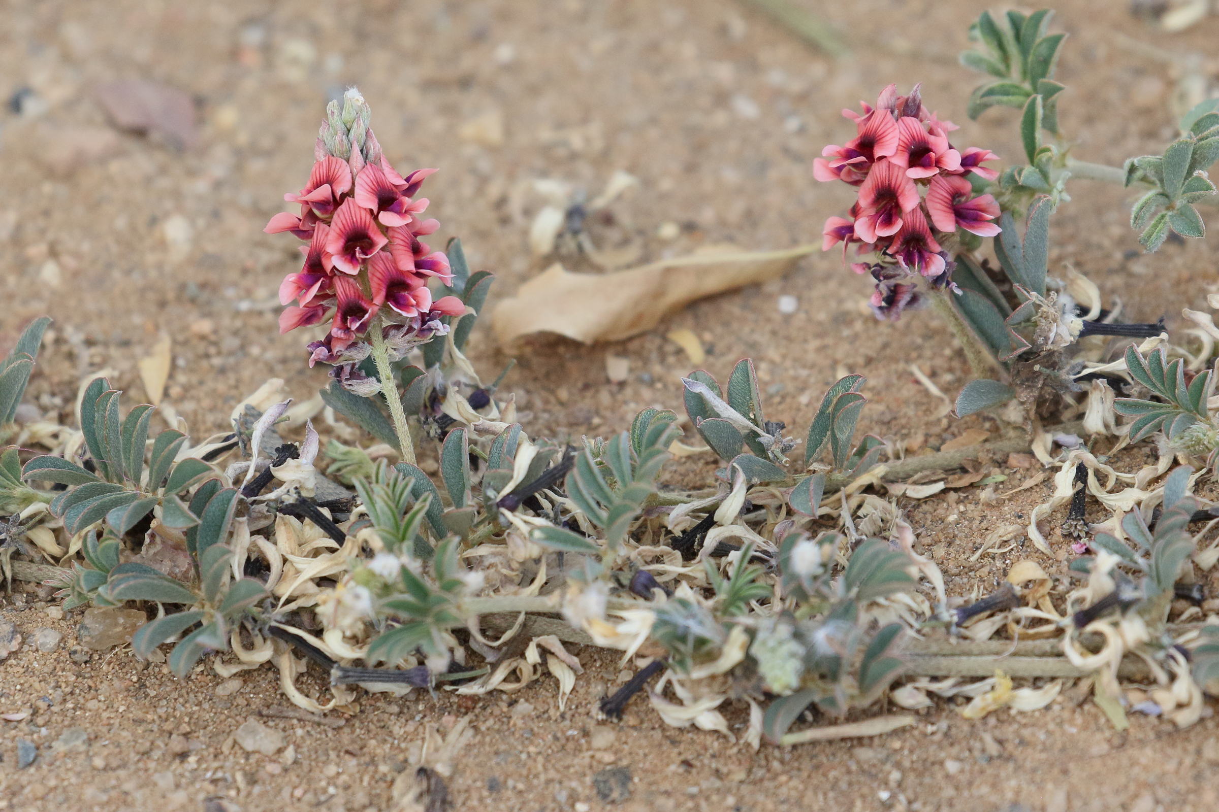 indigofera_auricoma2bd