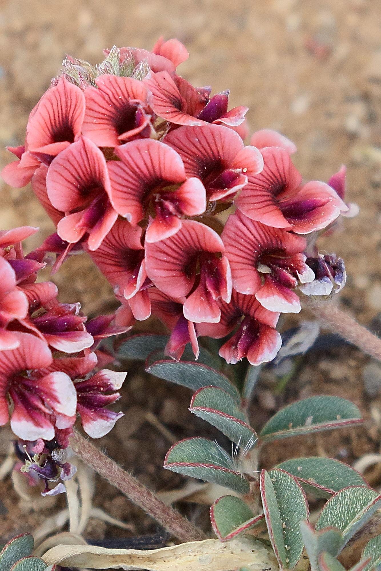 indigofera_auricoma3bd