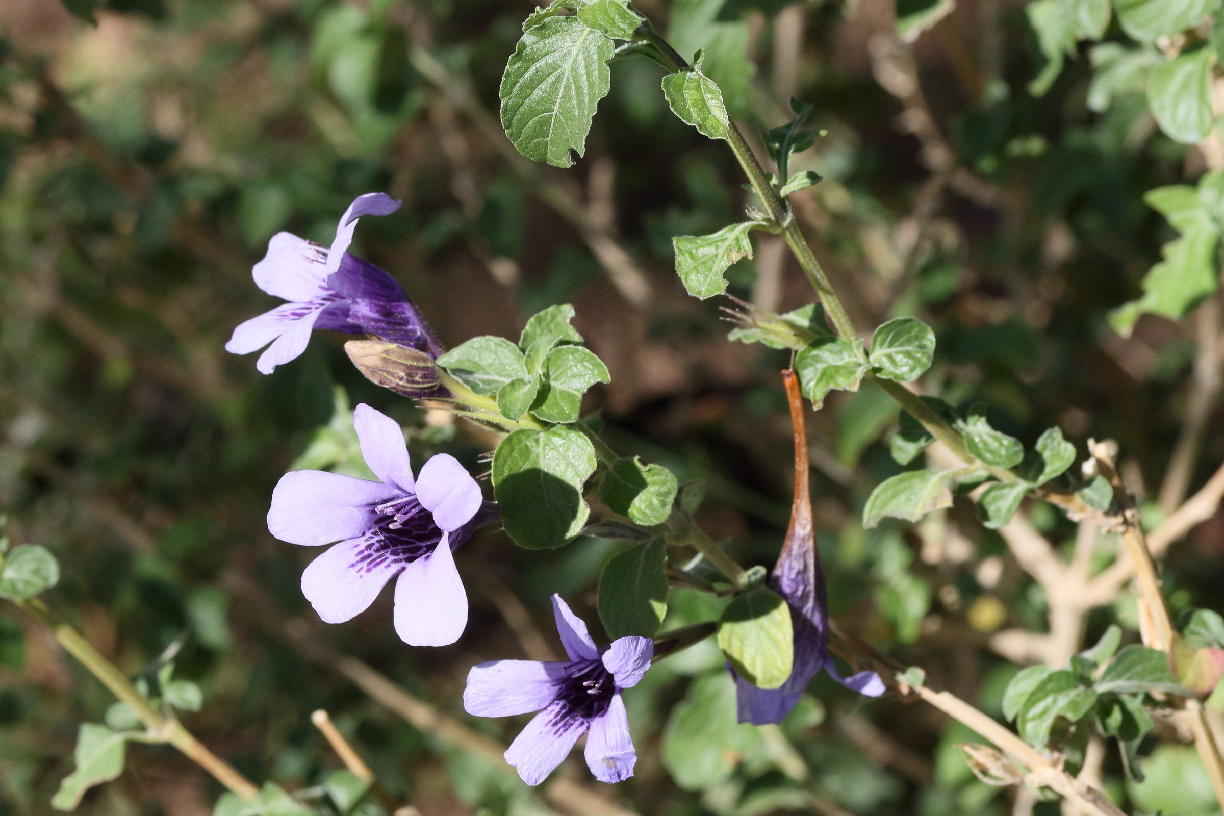 Afficher le média dyschoriste_thunbergiiflora1md dyschoriste_thunbergiiflora1md