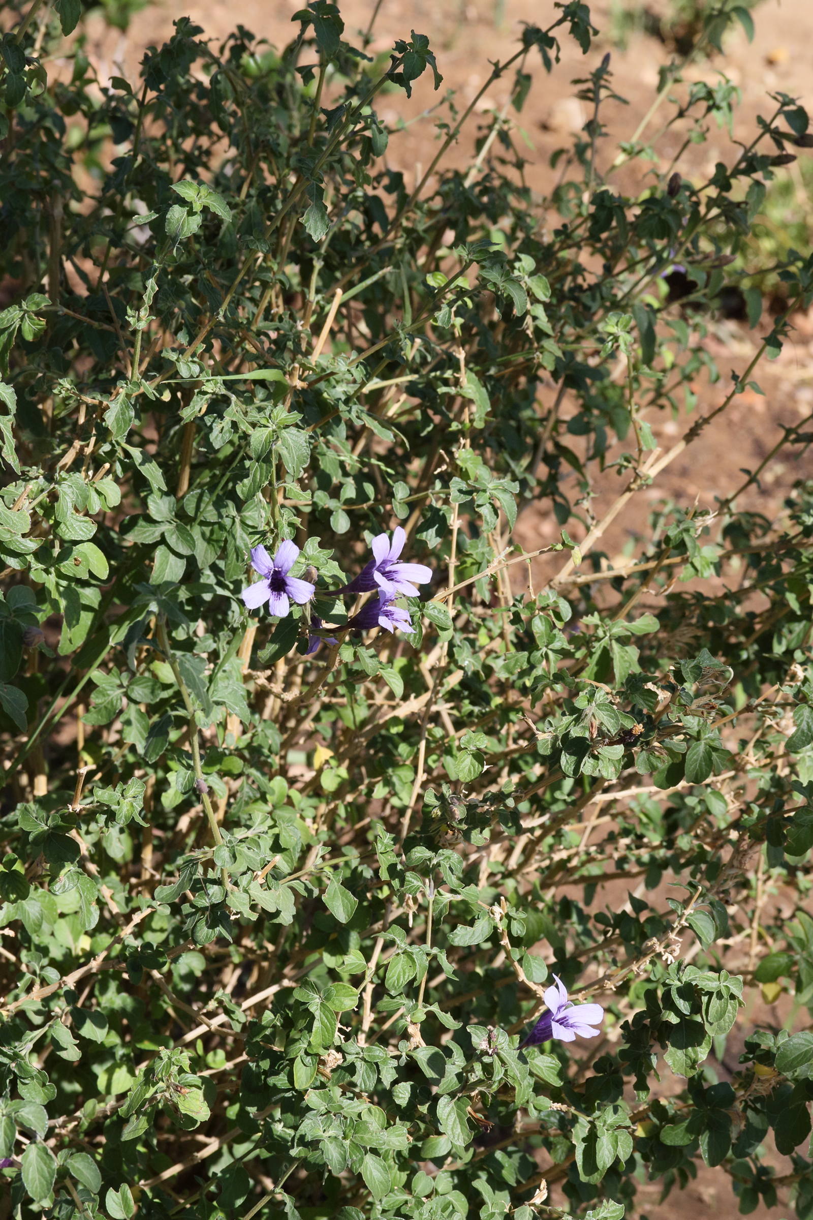 Afficher le média dyschoriste_thunbergiiflora2md dyschoriste_thunbergiiflora2md