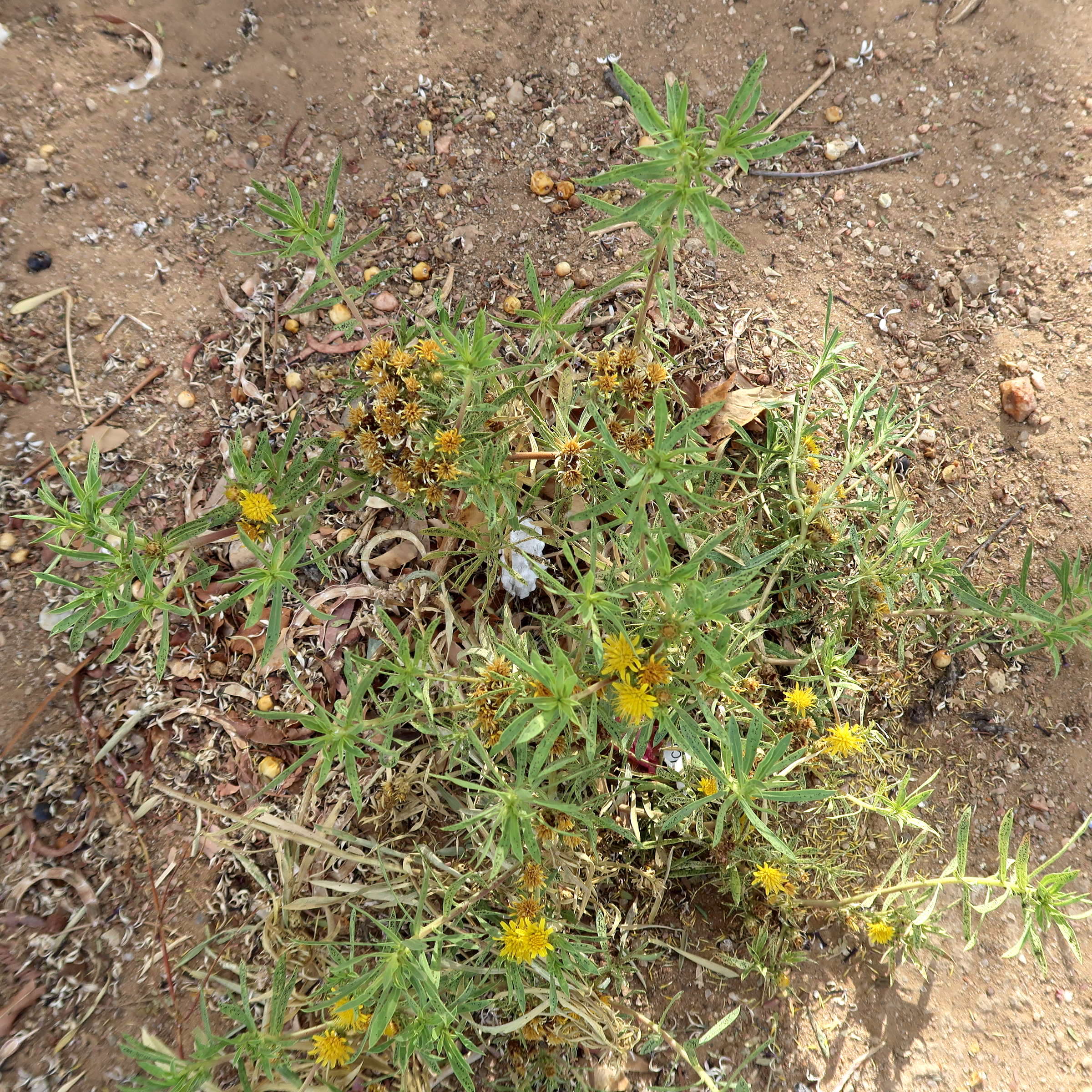 geigeria_pectidea1md