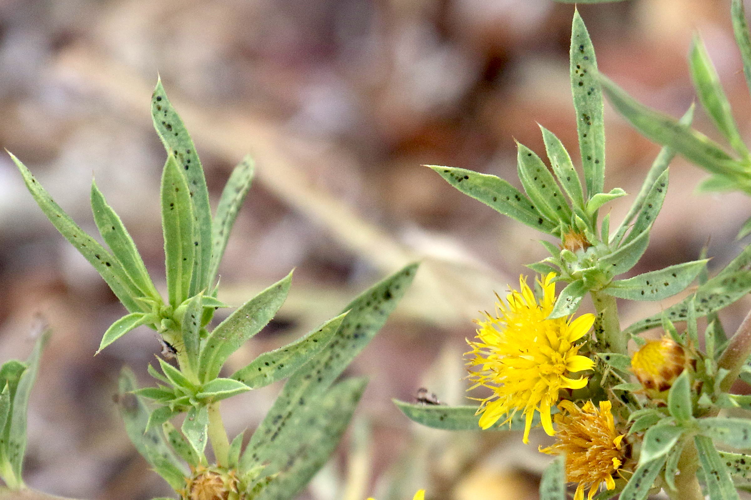 geigeria_pectidea2md